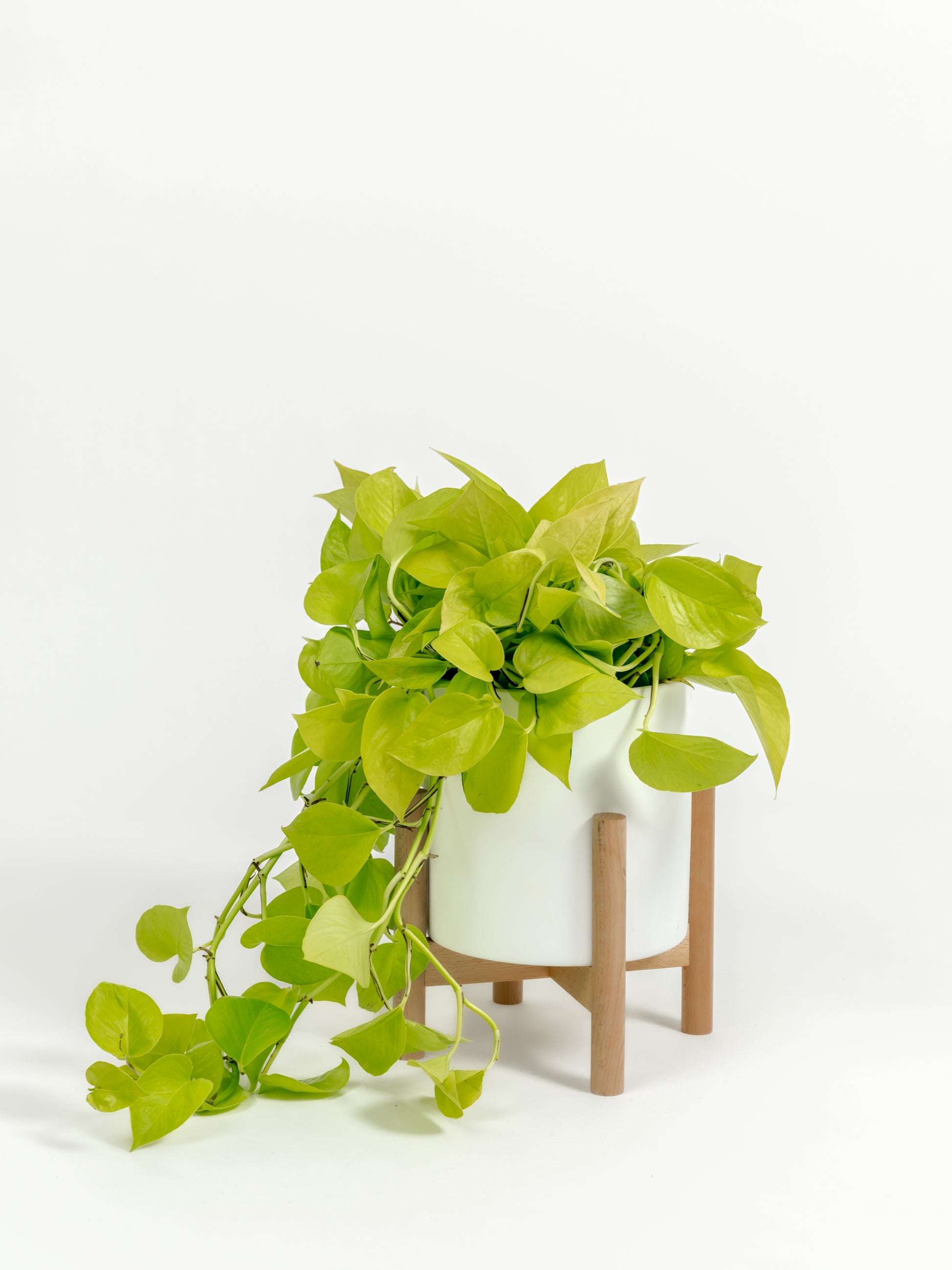 Neon Pothos - Epipremnum aureum 'Neon' - in a medium white premium self-watering ceramic pot - pacific planter - in a birchwood stand