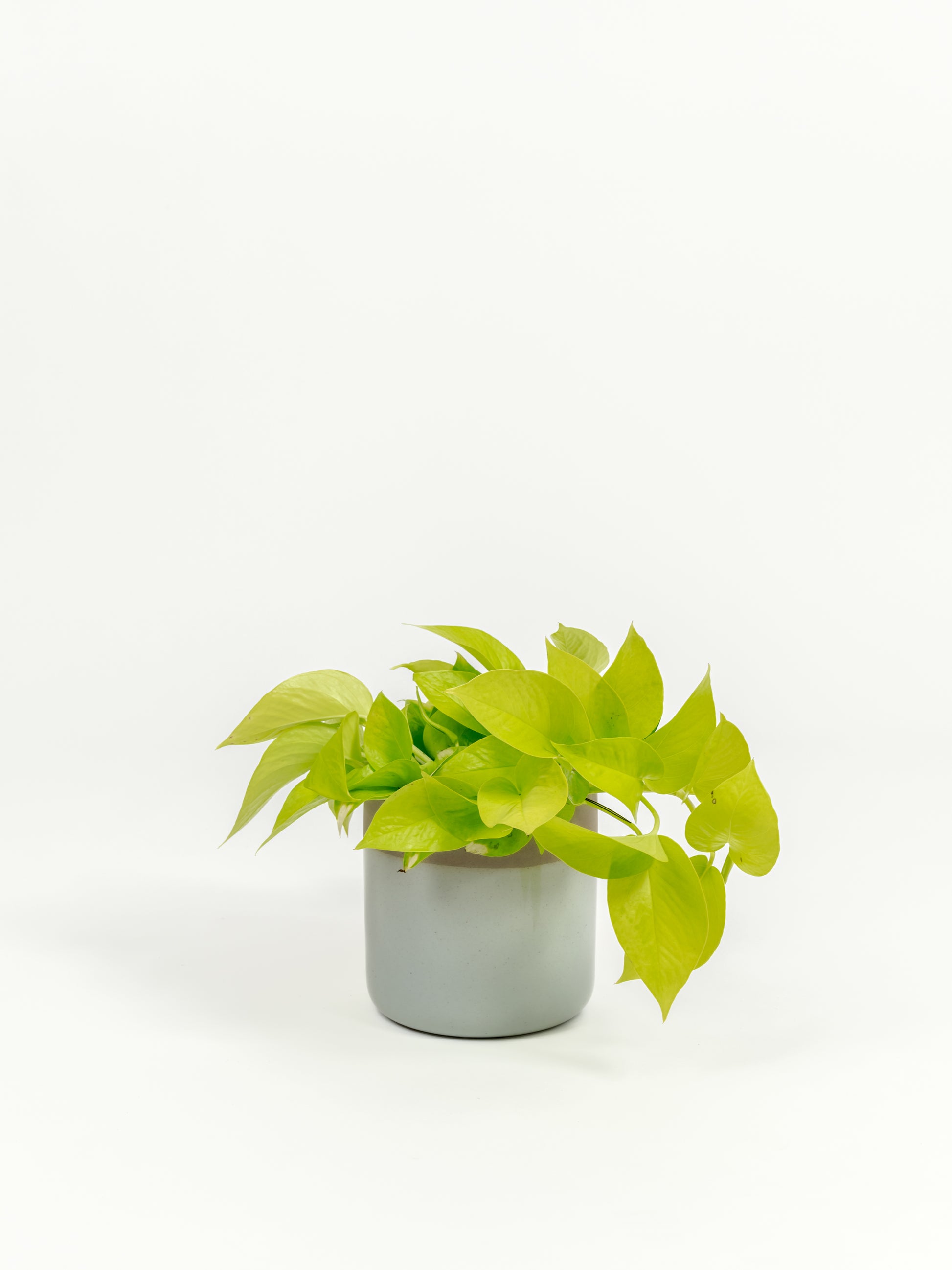 Neon Pothos - Epipremnum aureum 'Neon' - in a small dipped natural premium self-watering ceramic pot - mesa planter