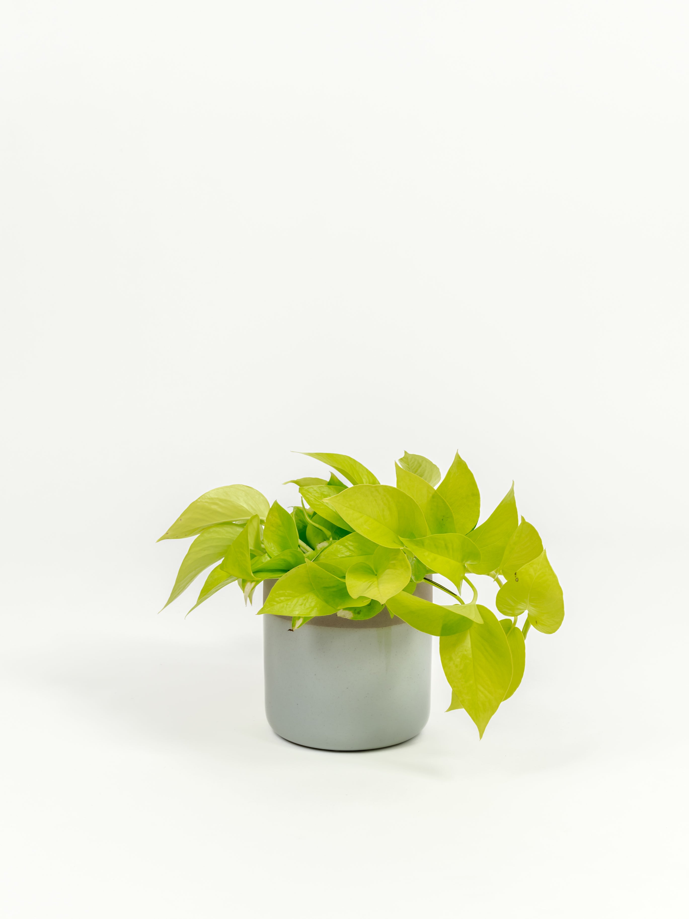 Neon Pothos - Epipremnum aureum 'Neon' - in a small dipped natural premium self-watering ceramic pot - mesa planter