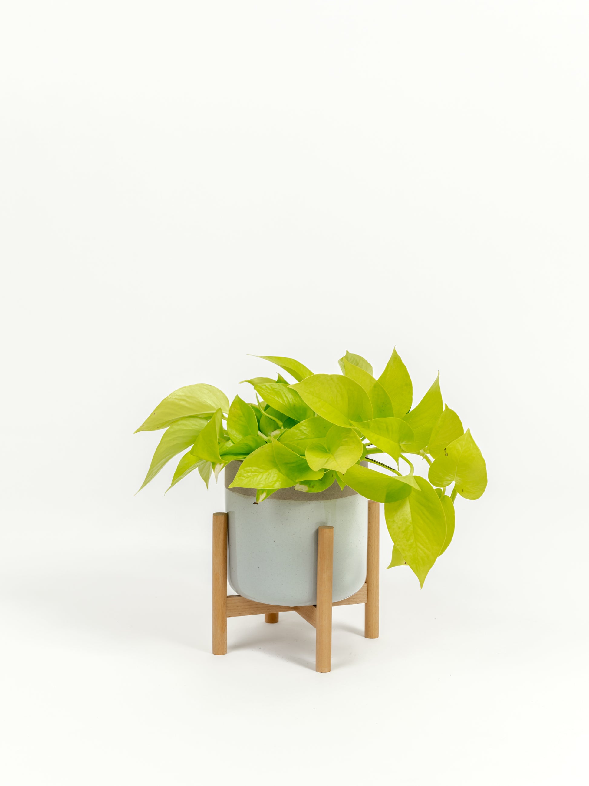 Neon Pothos - Epipremnum aureum 'Neon' - in a small dipped natural premium self-watering ceramic pot - mesa planter - in a birchwood stand