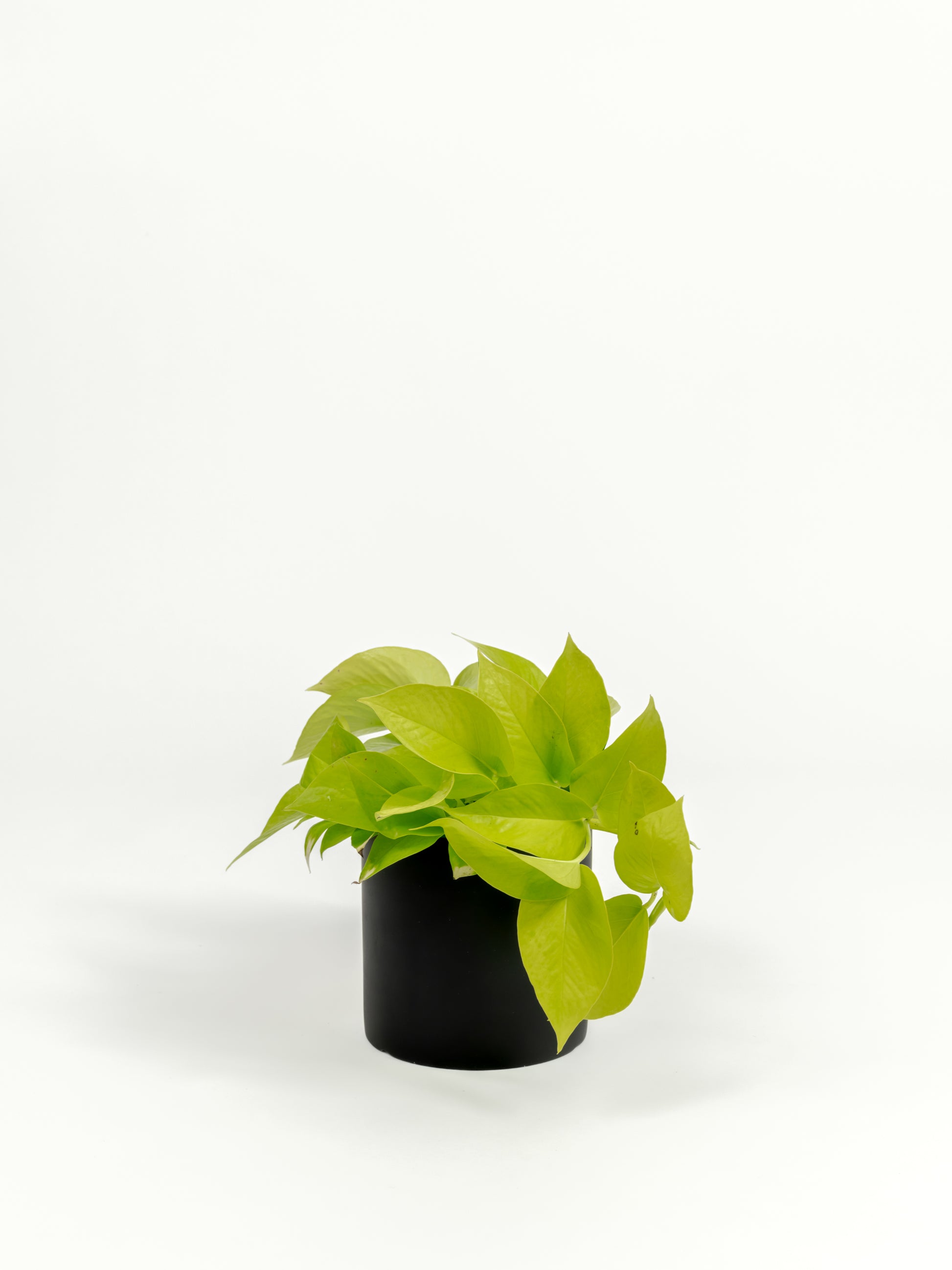 Neon Pothos - Epipremnum aureum 'Neon' - in a small black premium self-watering ceramic pot - pacific planter