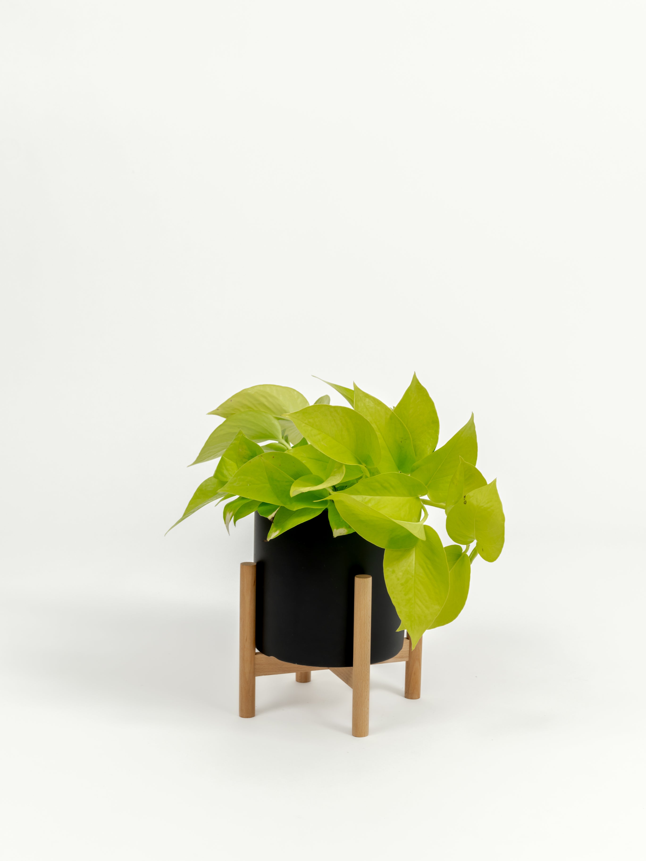 Neon Pothos - Epipremnum aureum 'Neon' - in a small black premium self-watering ceramic pot - pacific planter - in a birchwood stand