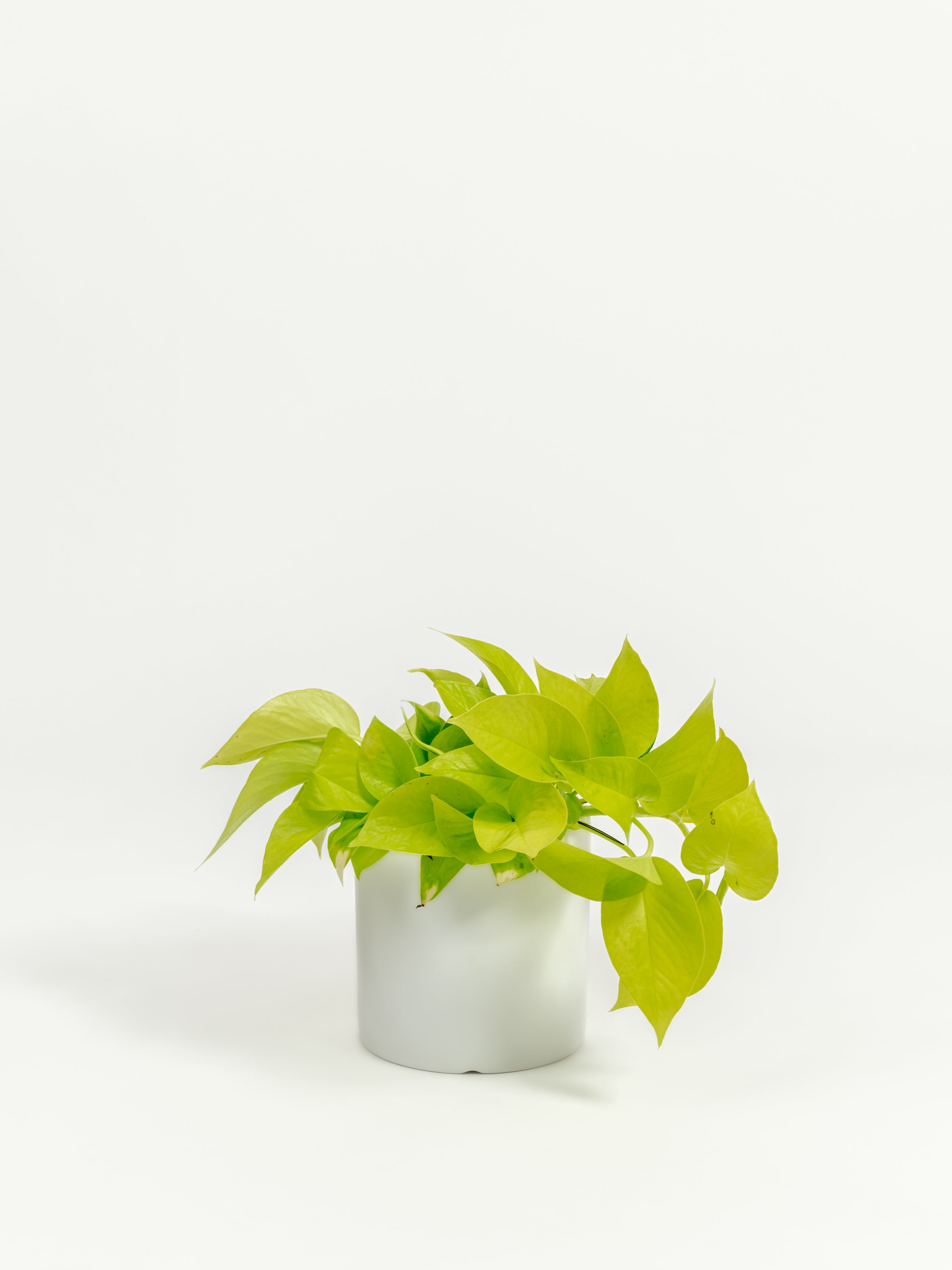 Neon Pothos - Epipremnum aureum 'Neon' - in a small white premium self-watering ceramic pot - pacific planter
