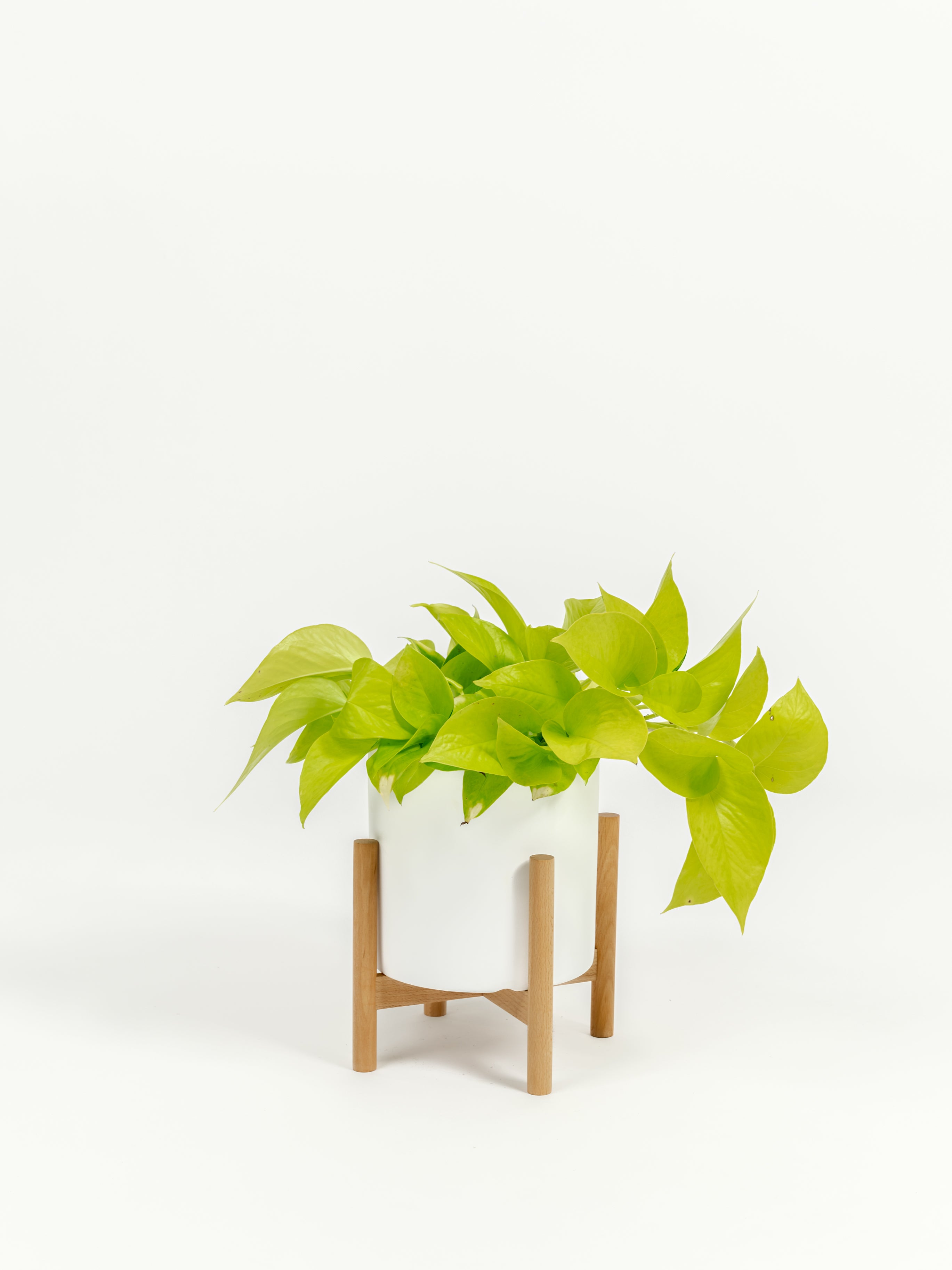 Neon Pothos - Epipremnum aureum 'Neon' - in a small white premium self-watering ceramic pot - pacific planter - in a birchwood stand