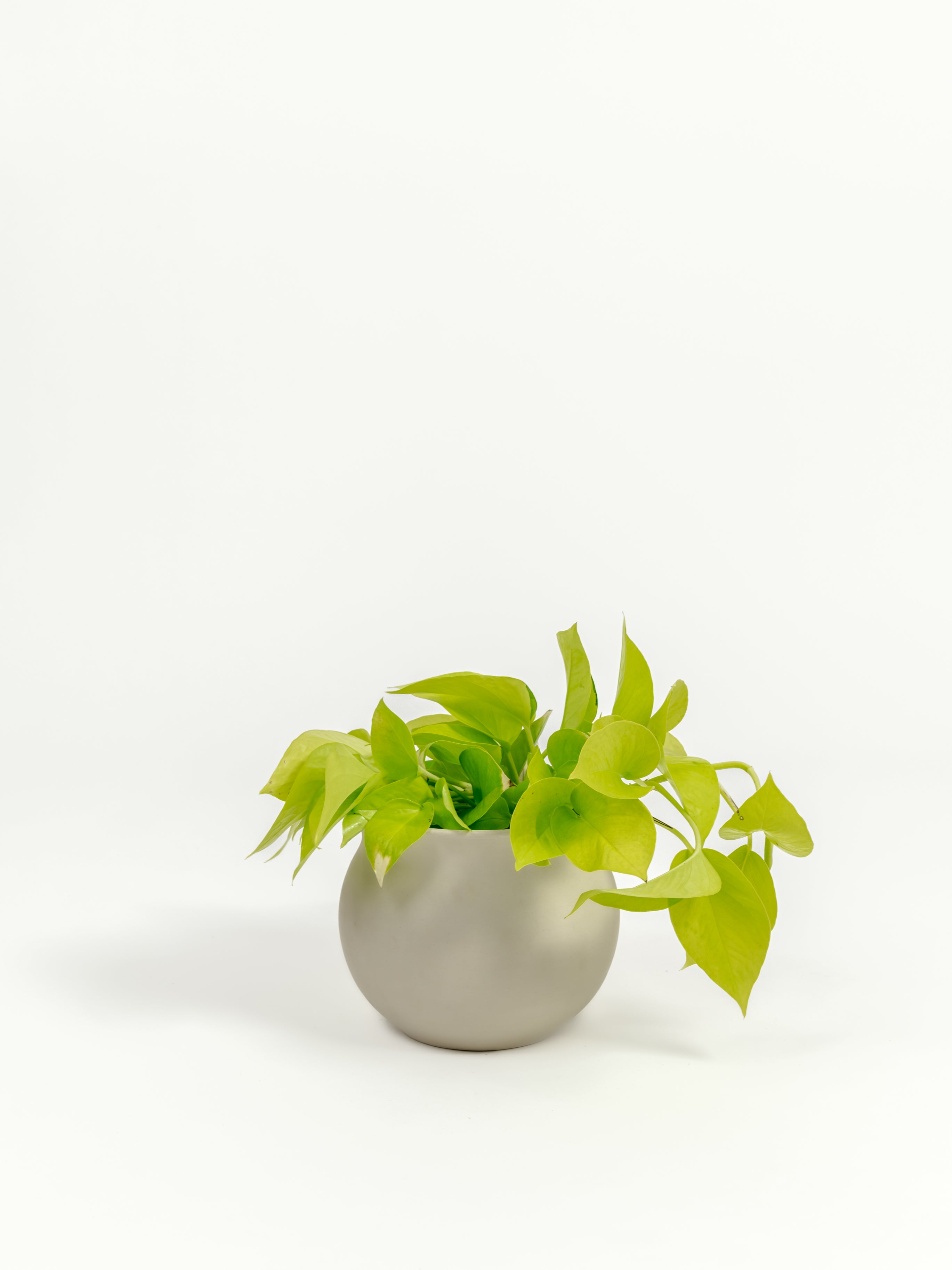 Neon Pothos - Epipremnum aureum 'Neon' - in a small natural clay premium self-watering ceramic pot - leucadia planter