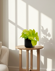 Epipremnum aureum 'Neon'