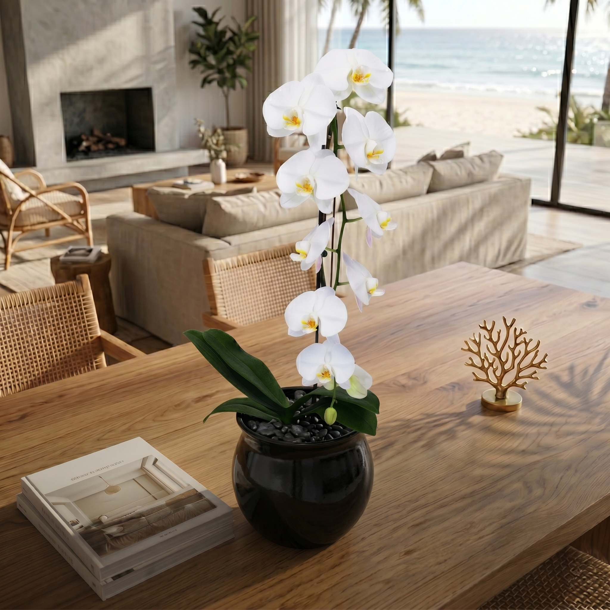 White Moth Orchid