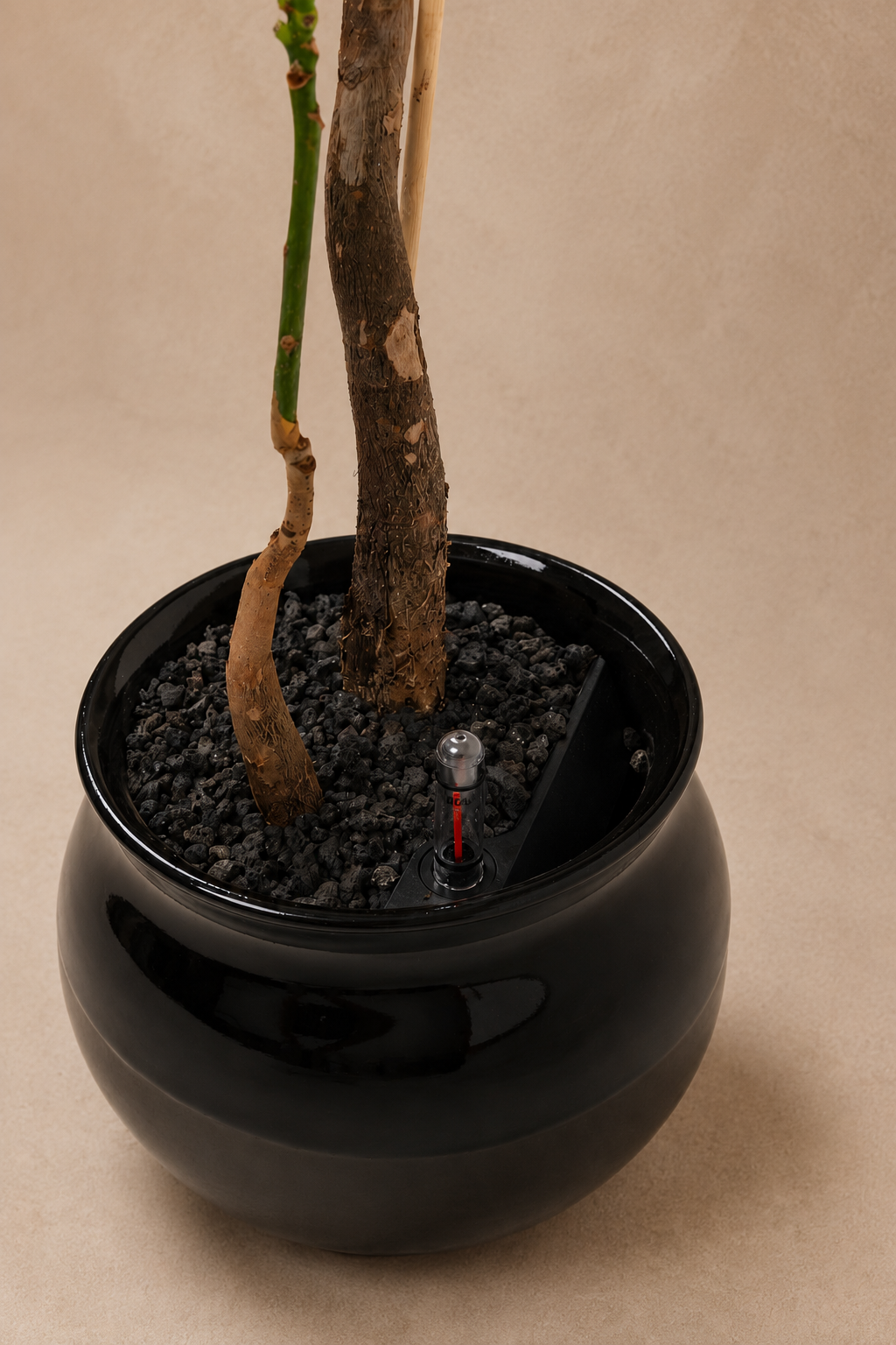 Pachira Pairing - Plantwell Studio