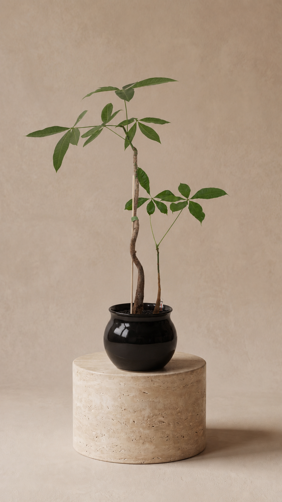Pachira Pairing - Plantwell Studio