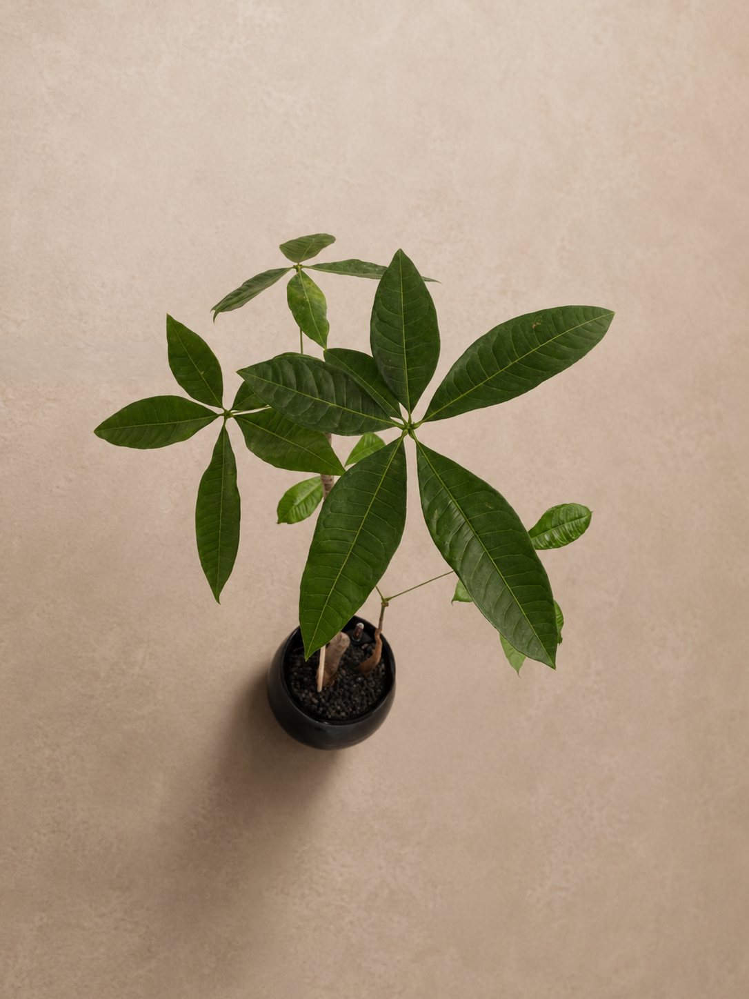 Pachira Pairing - Plantwell Studio