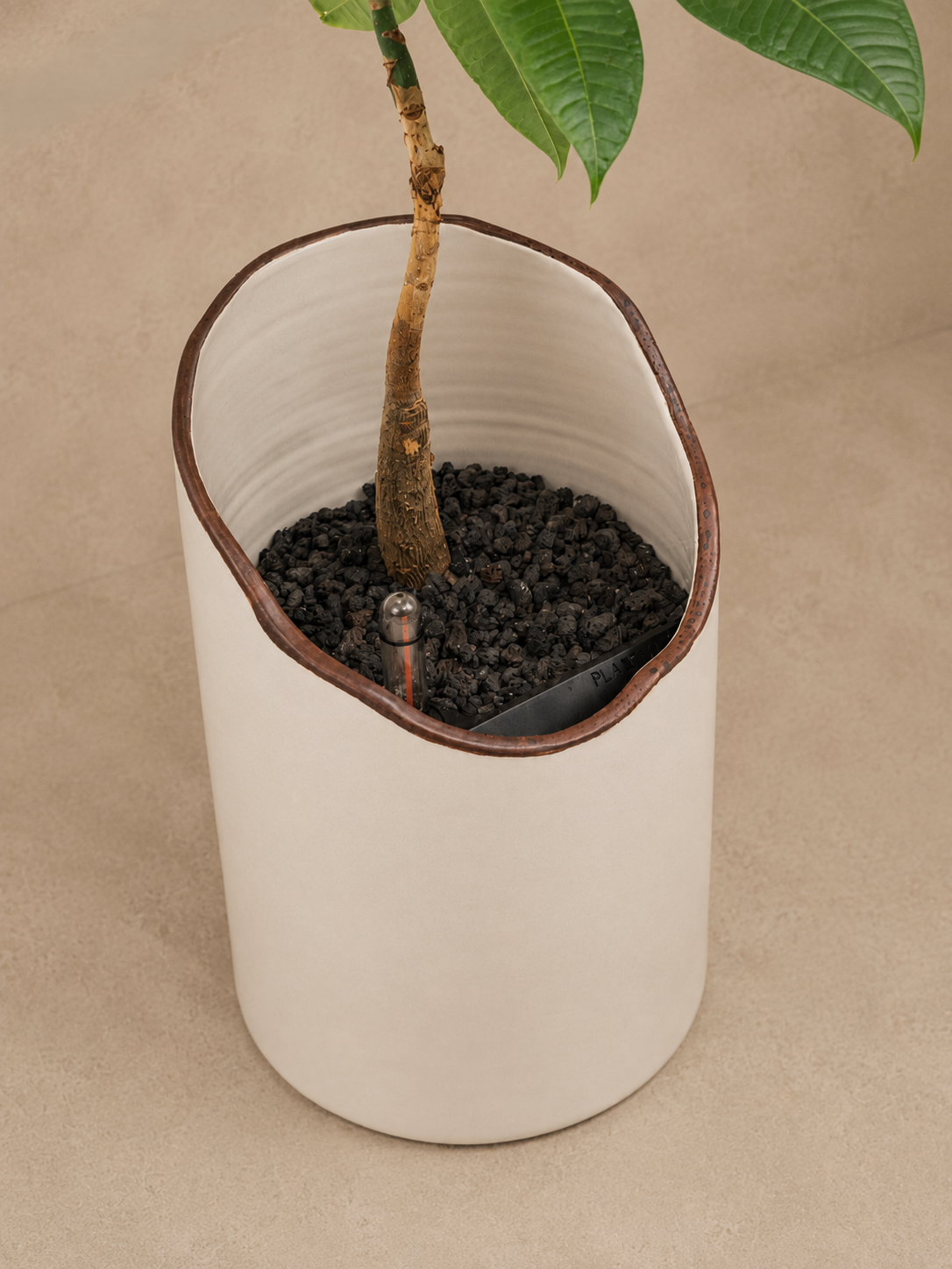 Pachira in torrey - Plantwell Studio