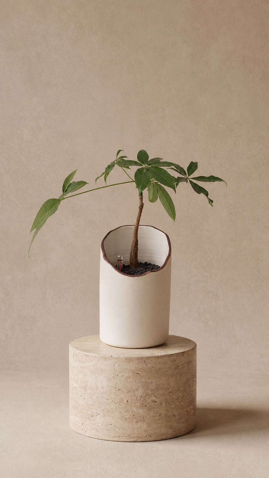 Pachira in torrey - Plantwell Studio