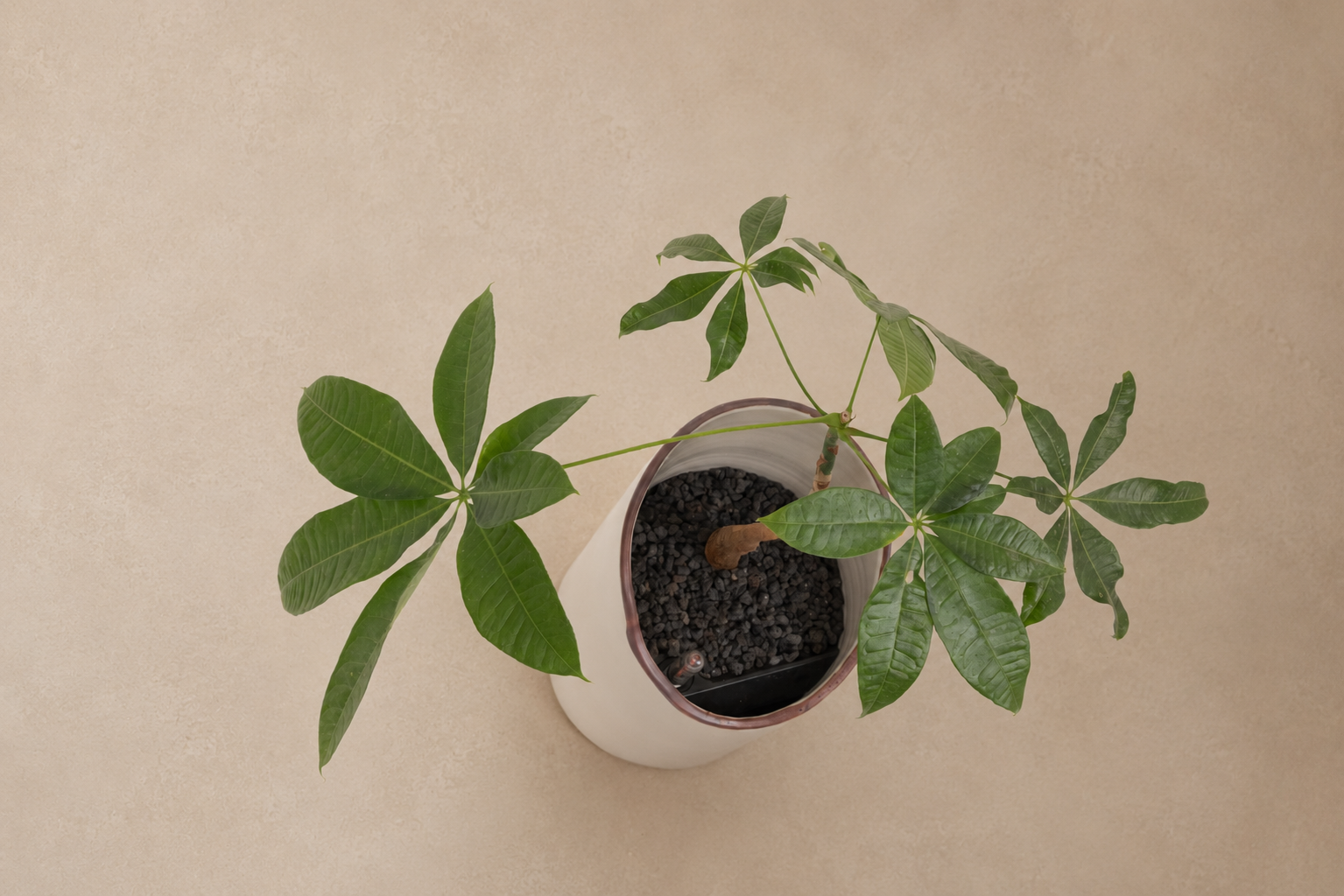 Pachira in torrey - Plantwell Studio