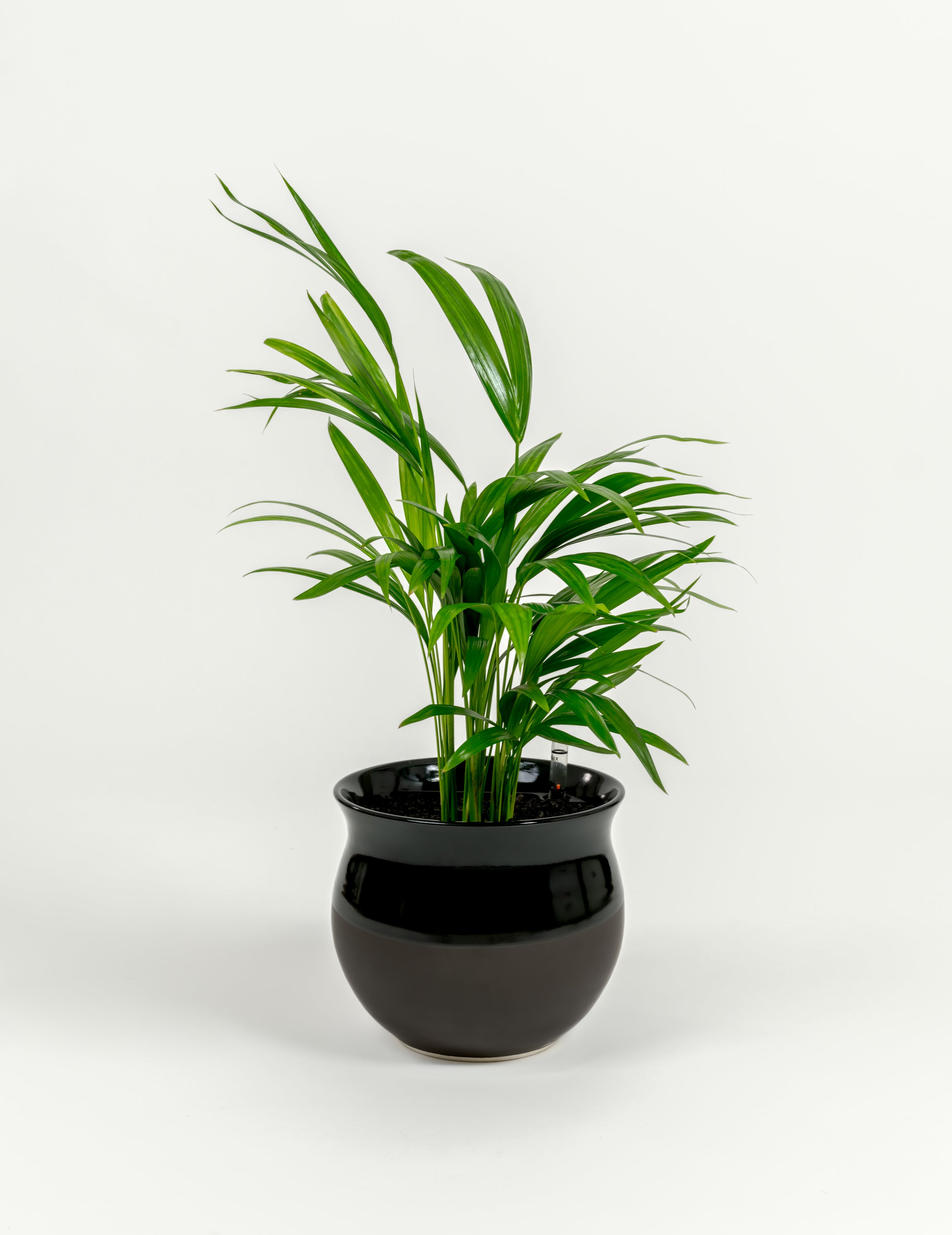 Chrysalidocarpus lutescens (medium)