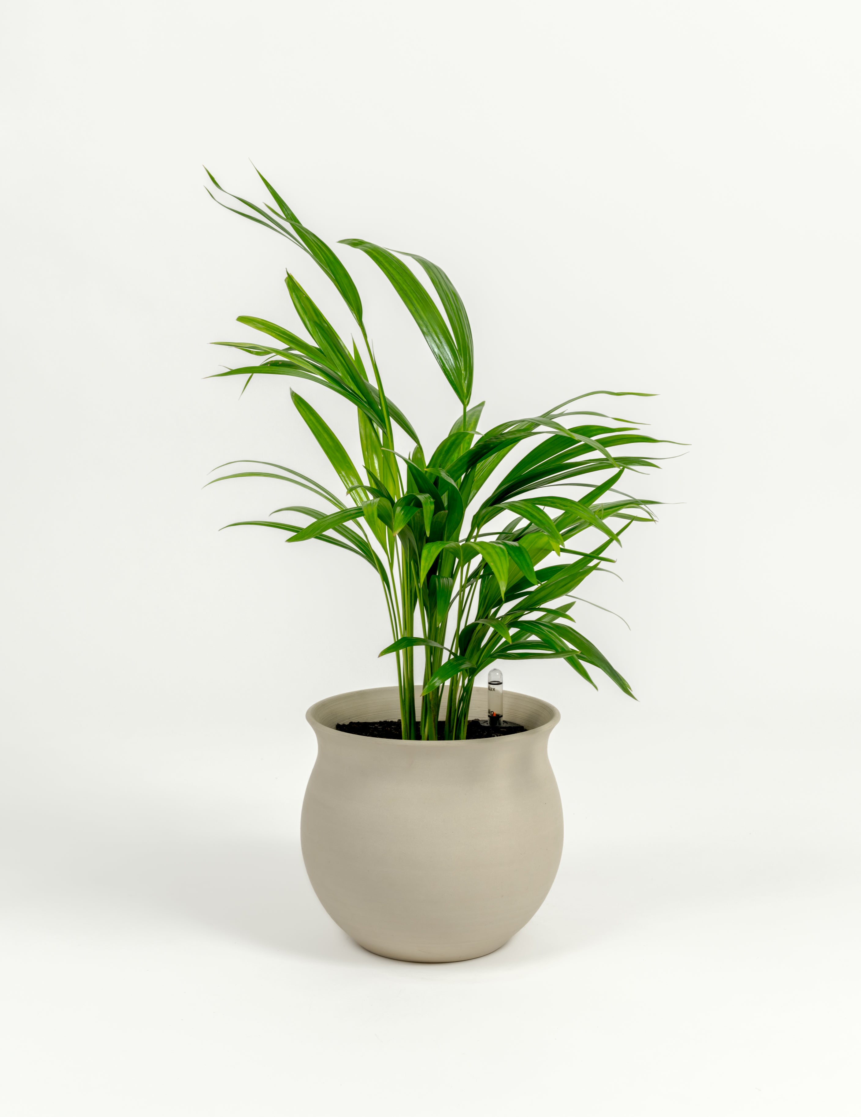 Chrysalidocarpus lutescens (medium)