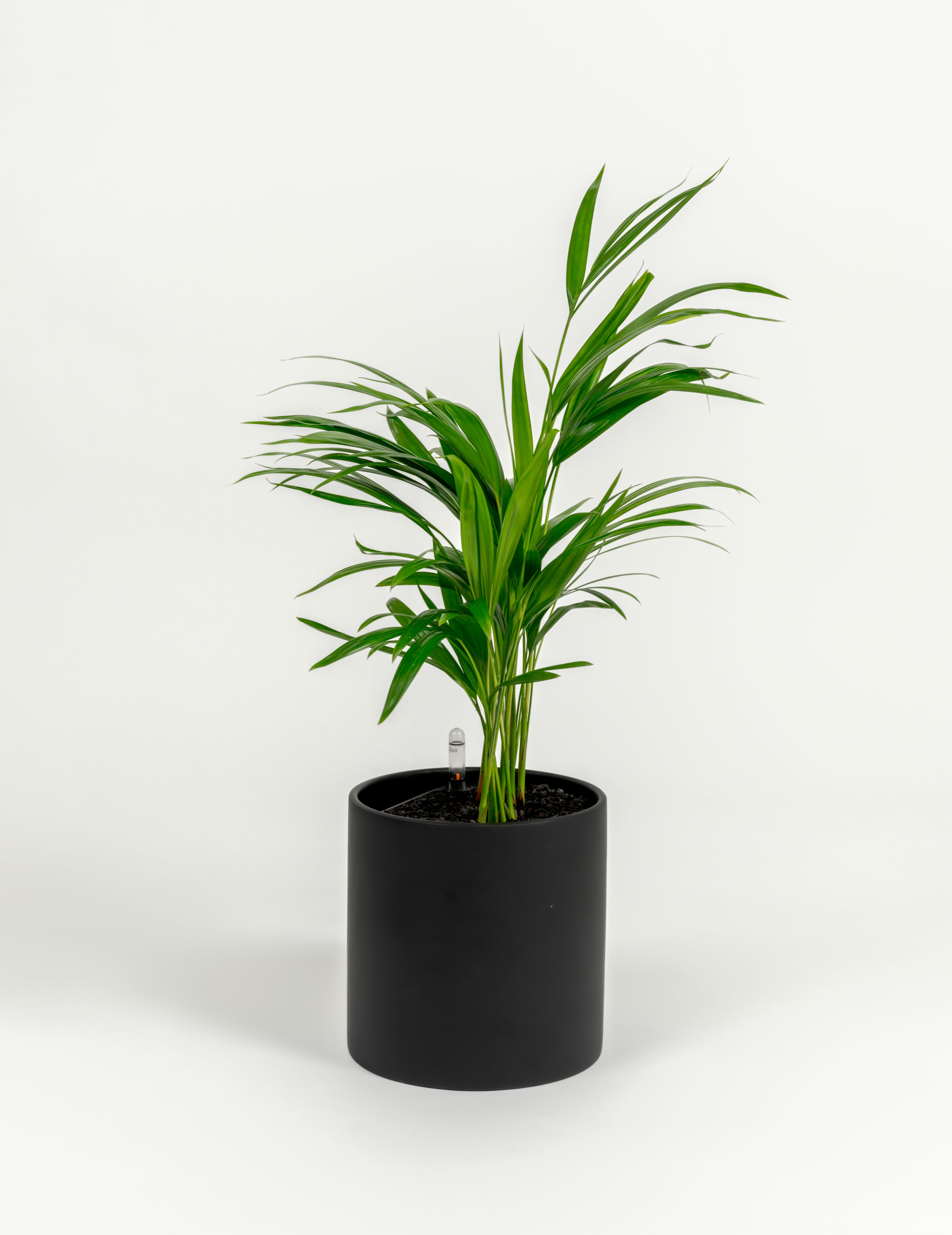 Chrysalidocarpus lutescens (medium)