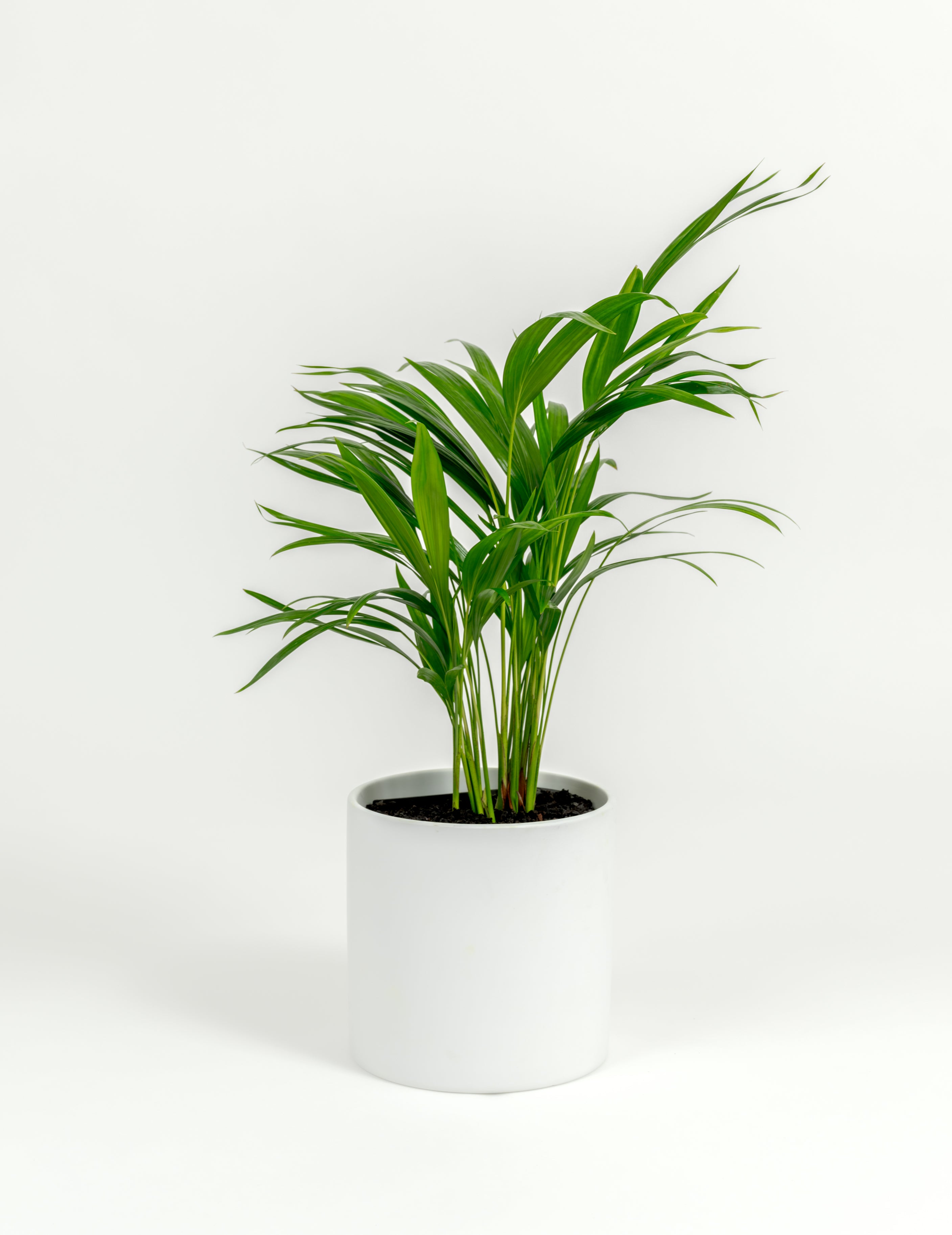 Chrysalidocarpus lutescens (medium)