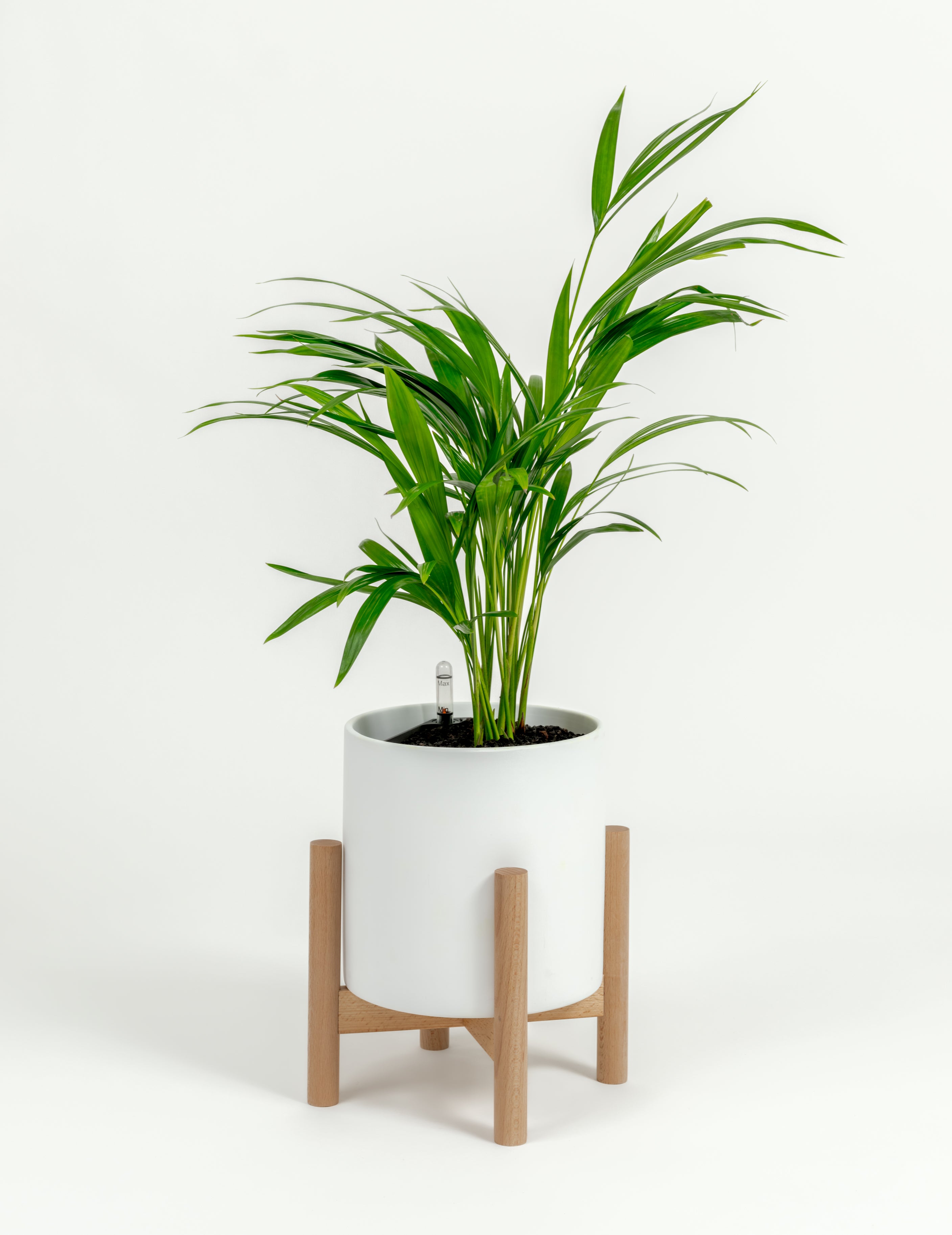 Chrysalidocarpus lutescens (medium)