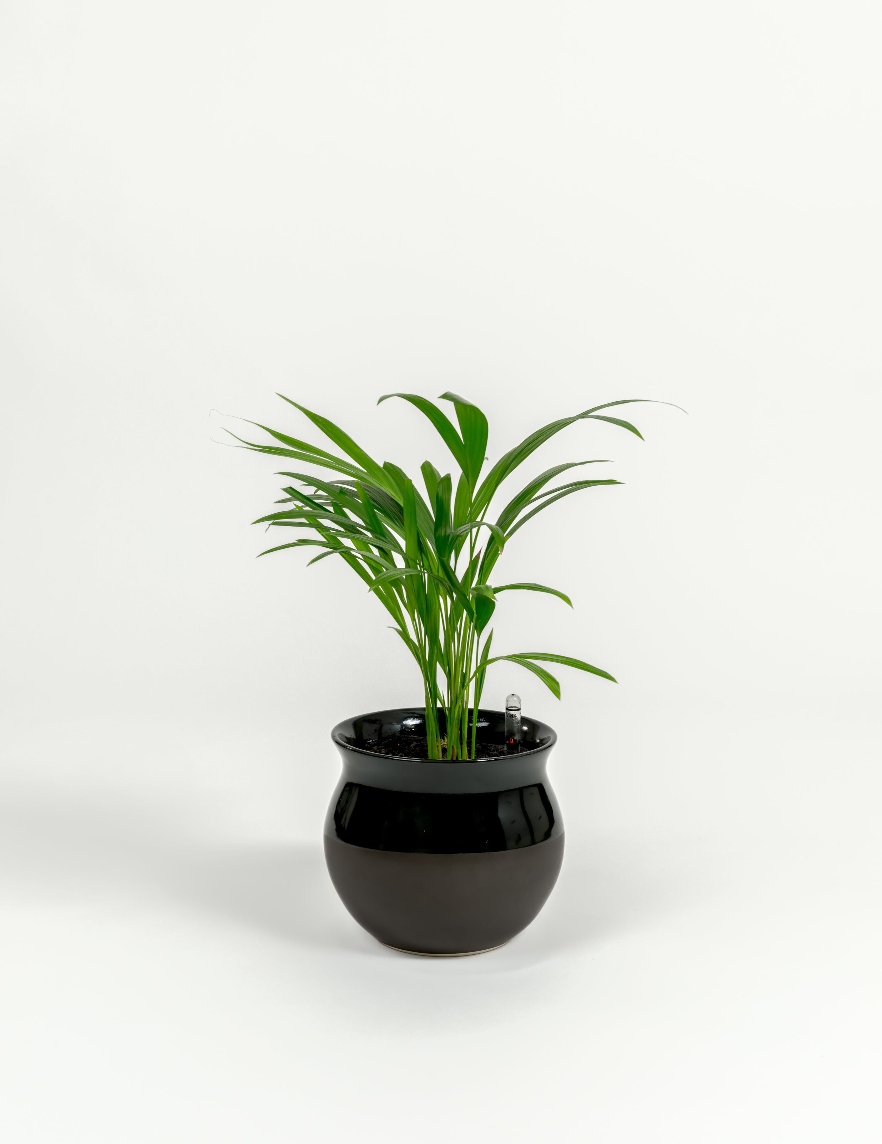 Chrysalidocarpus lutescens (small)