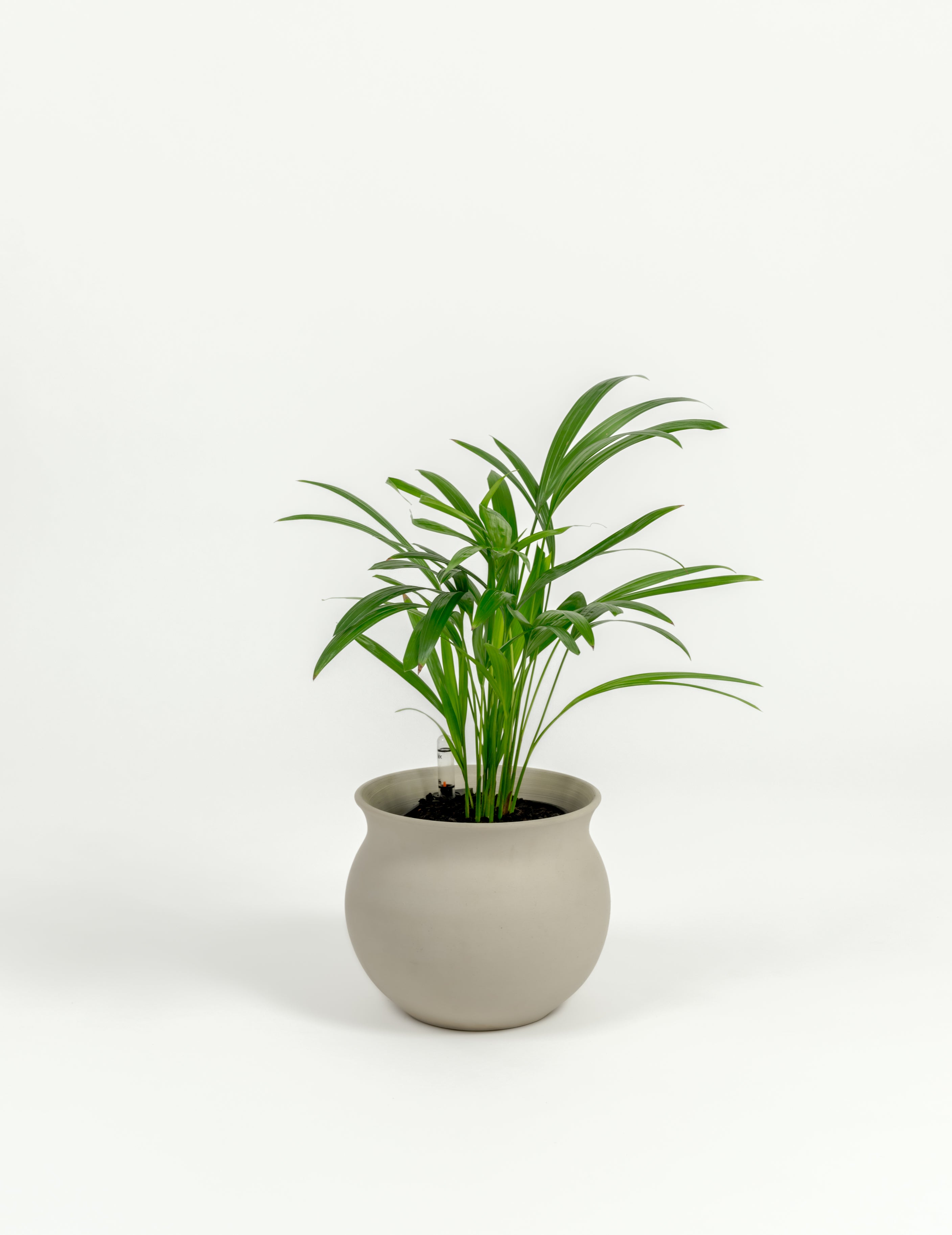 Chrysalidocarpus lutescens (small)