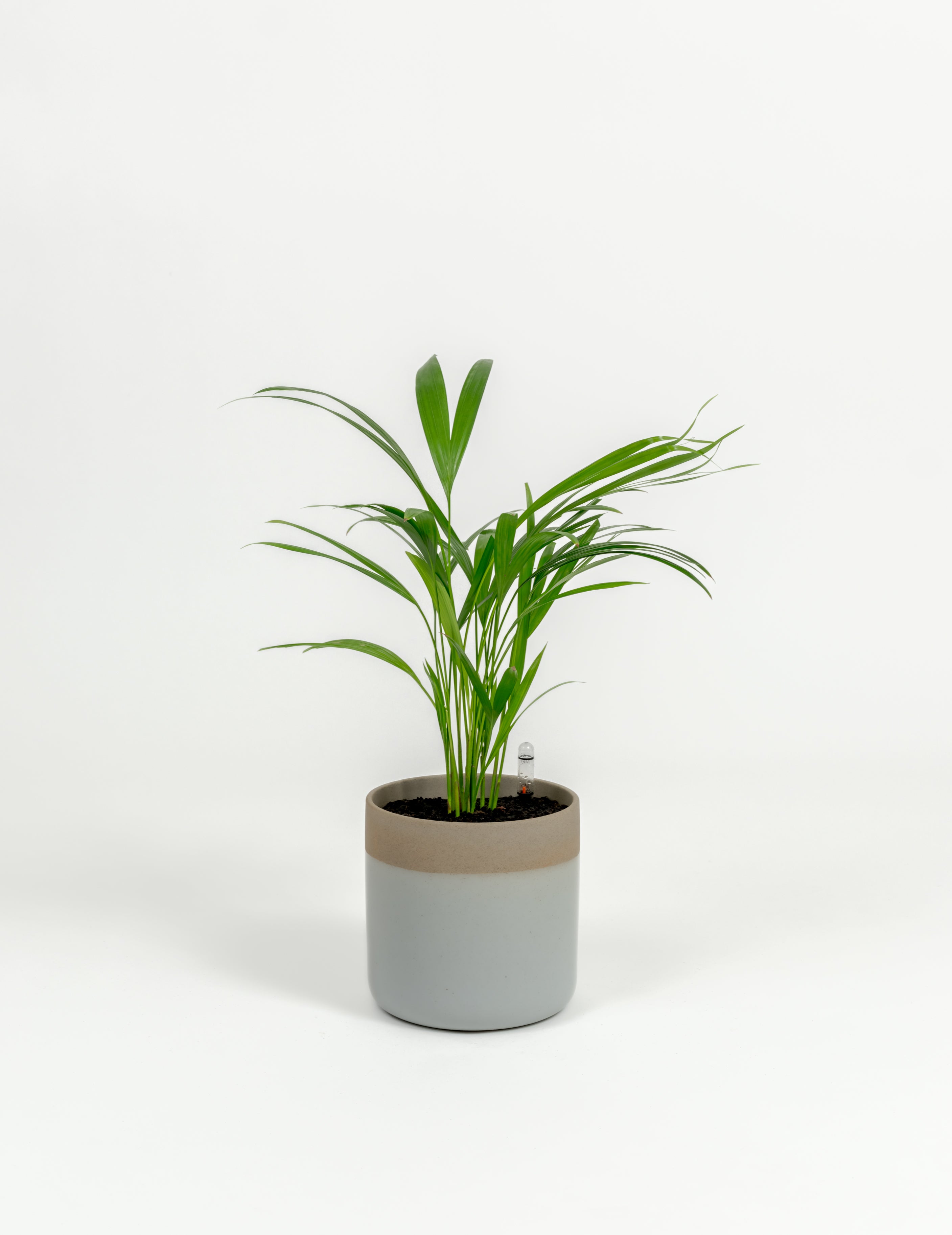 Chrysalidocarpus lutescens (small)