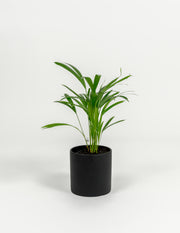 Areca Palm - Chrysalidocarpus lutescens - in a medium black PLANTWELL premium self-watering ceramic pot - Pacific planter
