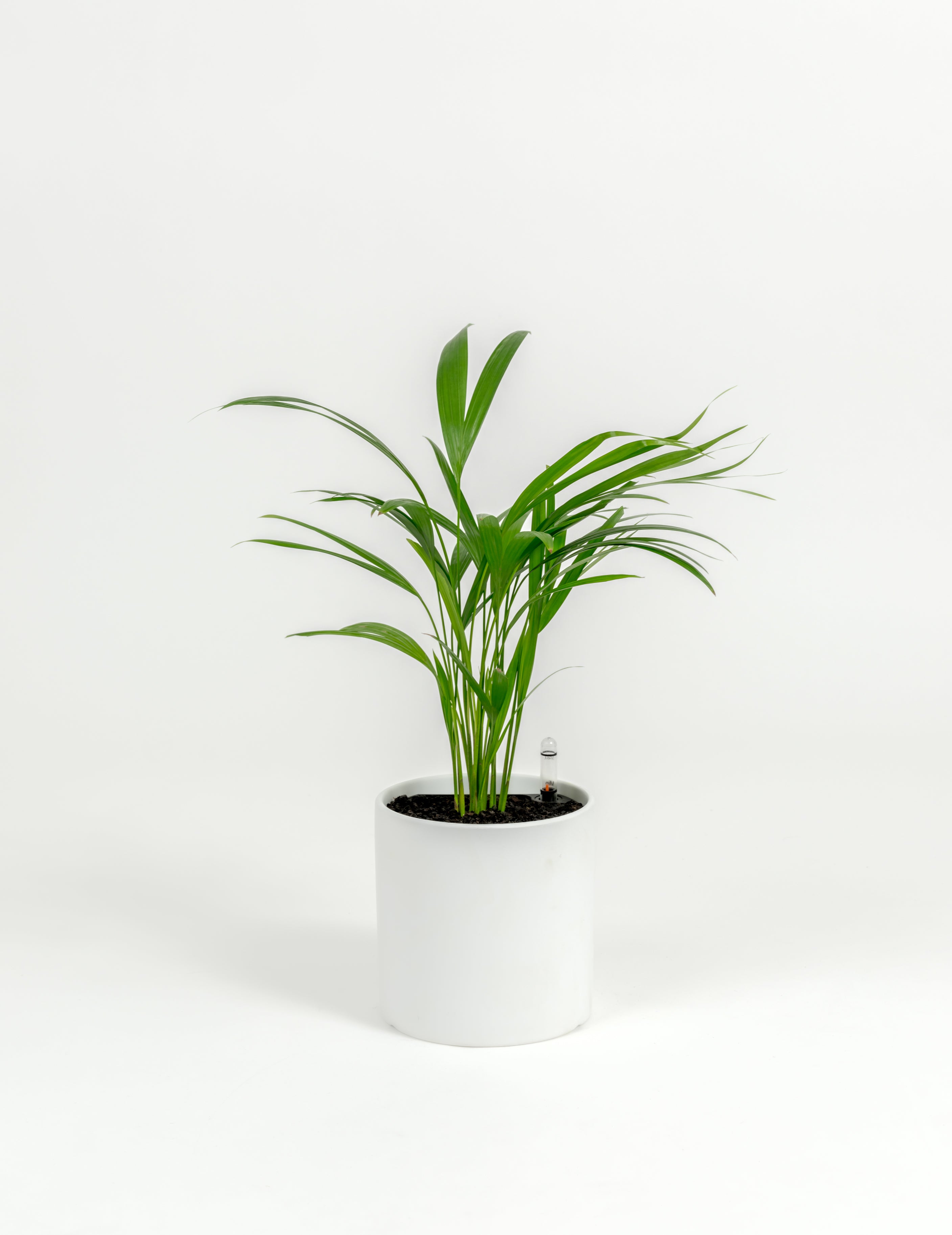Chrysalidocarpus lutescens (small)