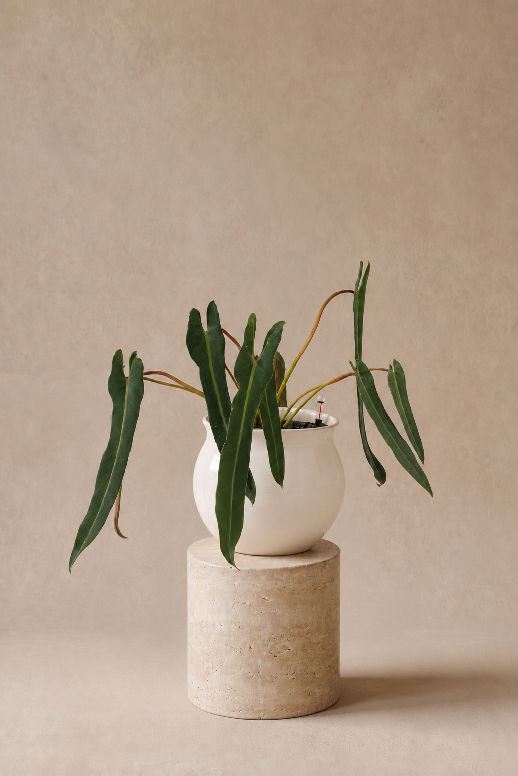 Philodendron Spiritus Sancti - Plantwell Studio