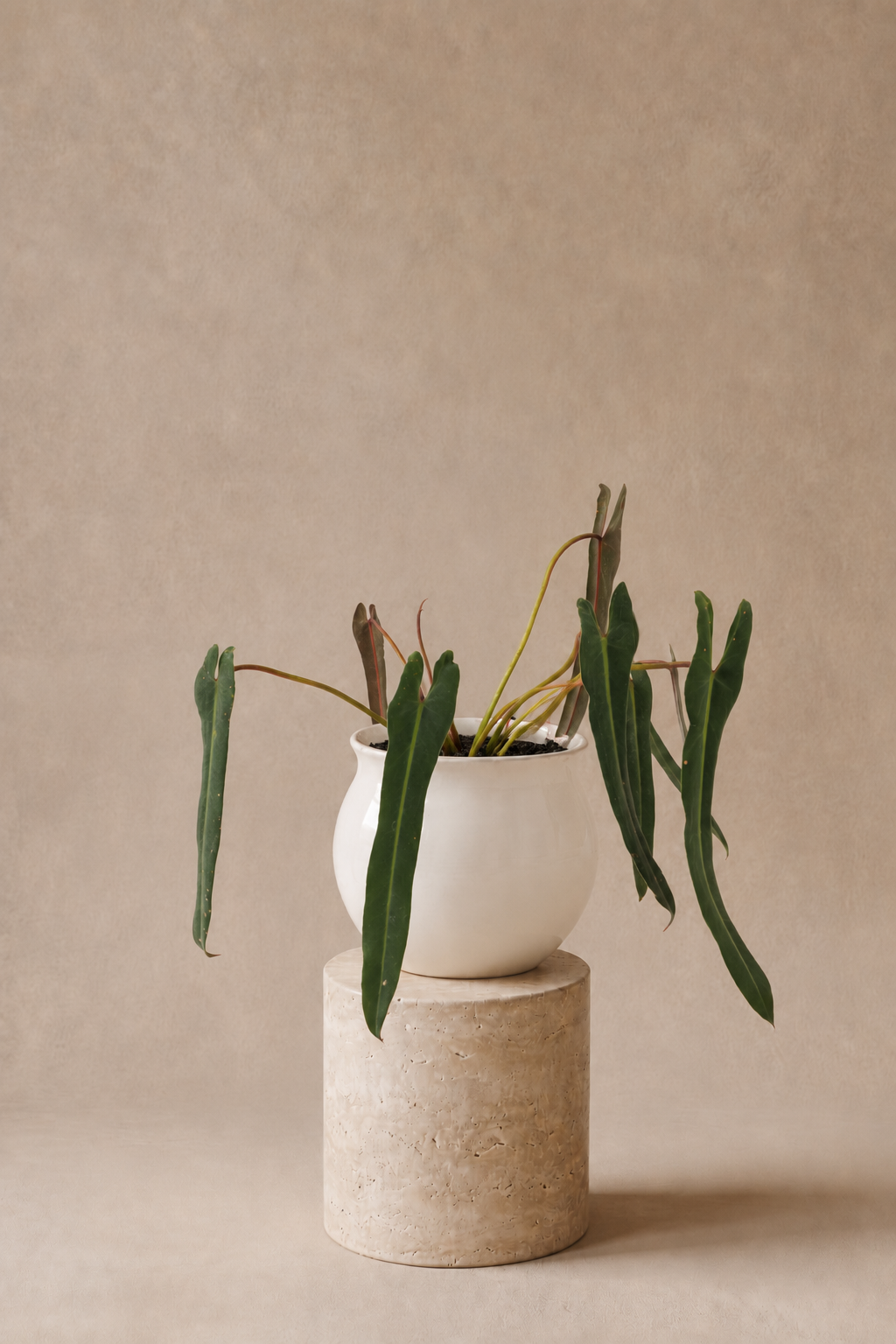 Philodendron Spiritus Sancti - Plantwell Studio