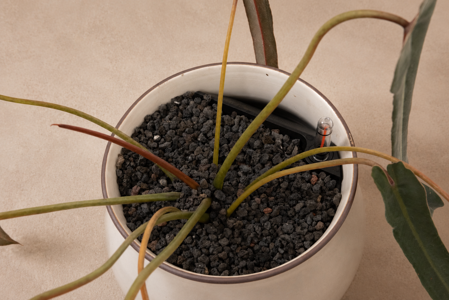 Philodendron Spiritus Sancti - Plantwell Studio