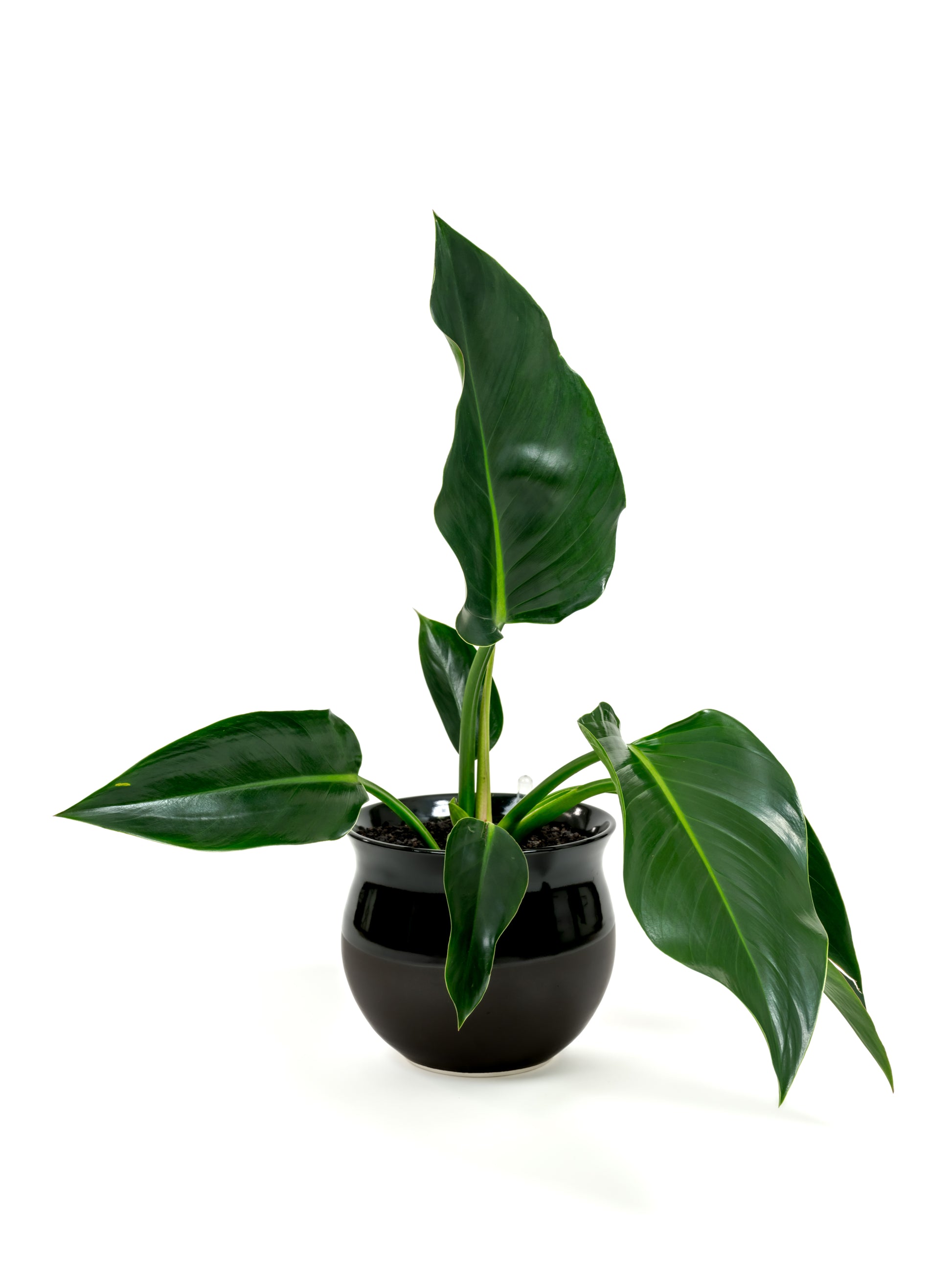 Philodendron Green Congo - Philodendron hybrid 'Green Congo' - in a medium dipped black premium self-watering ceramic pot - leucadia planter