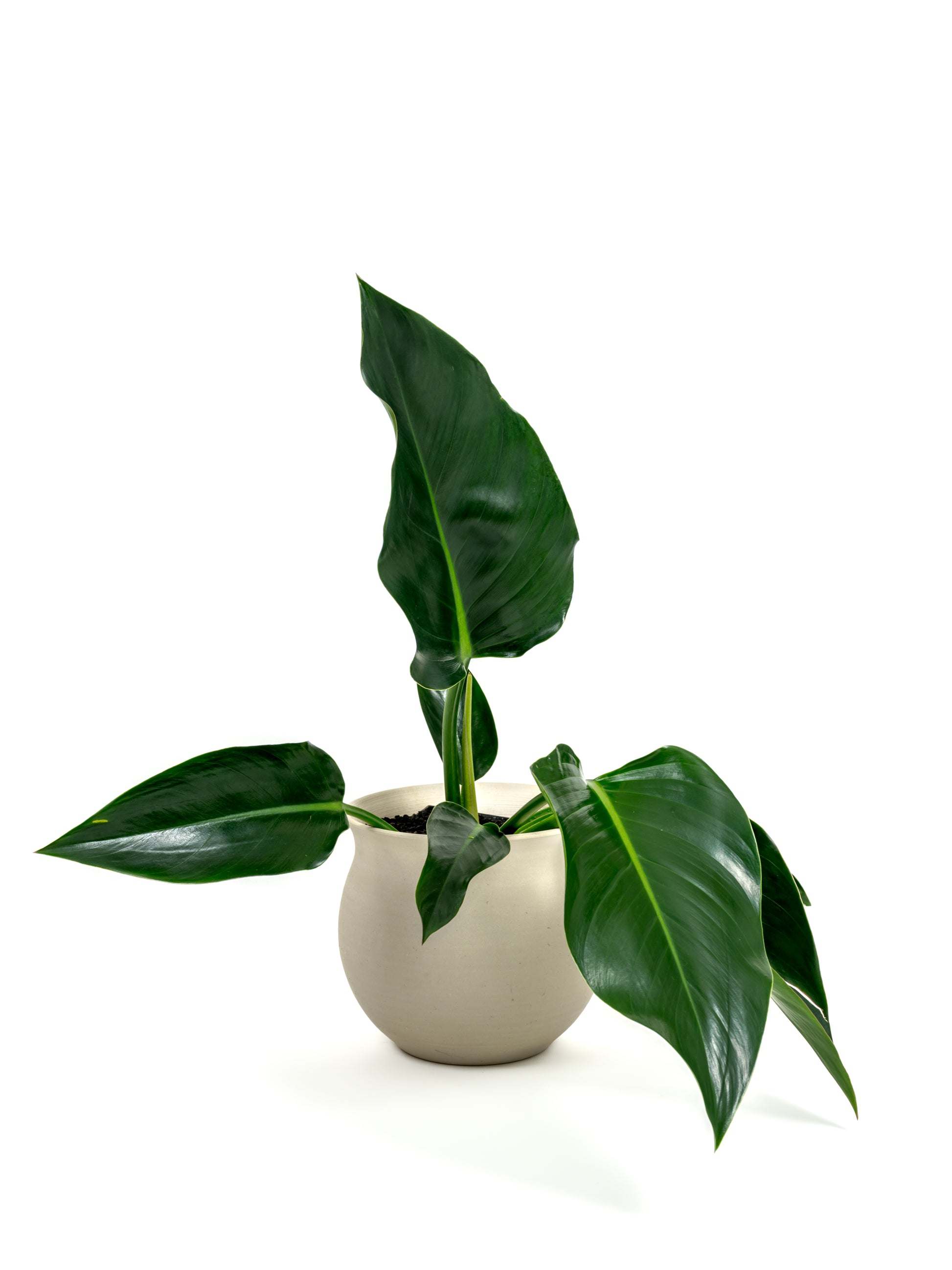 Philodendron Green Congo - Philodendron hybrid 'Green Congo' - in a medium natural clay premium self-watering ceramic pot - leucadia planter