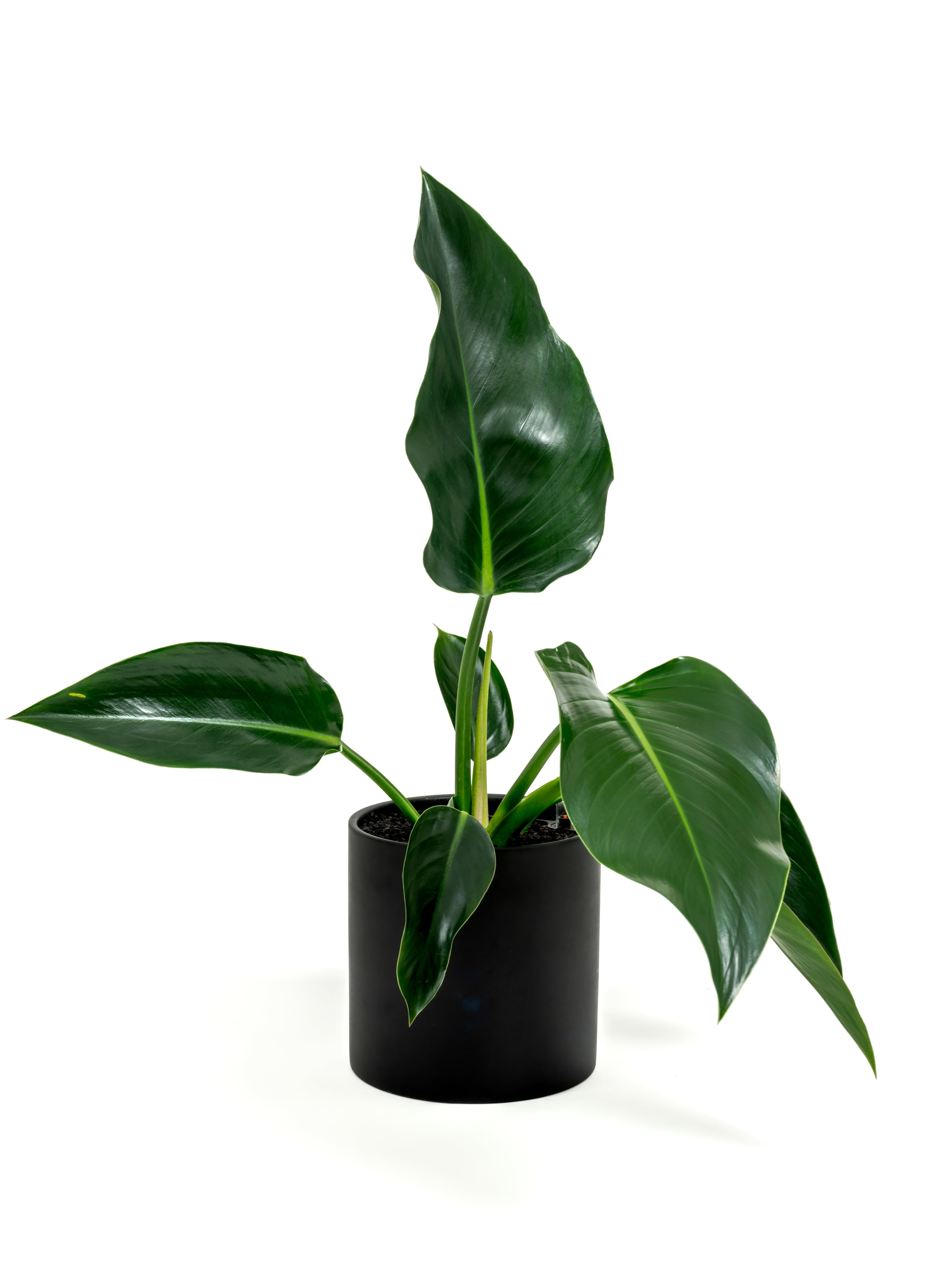 Philodendron Green Congo - Philodendron hybrid 'Green Congo' - in a medium black premium self-watering ceramic pot - pacific planter