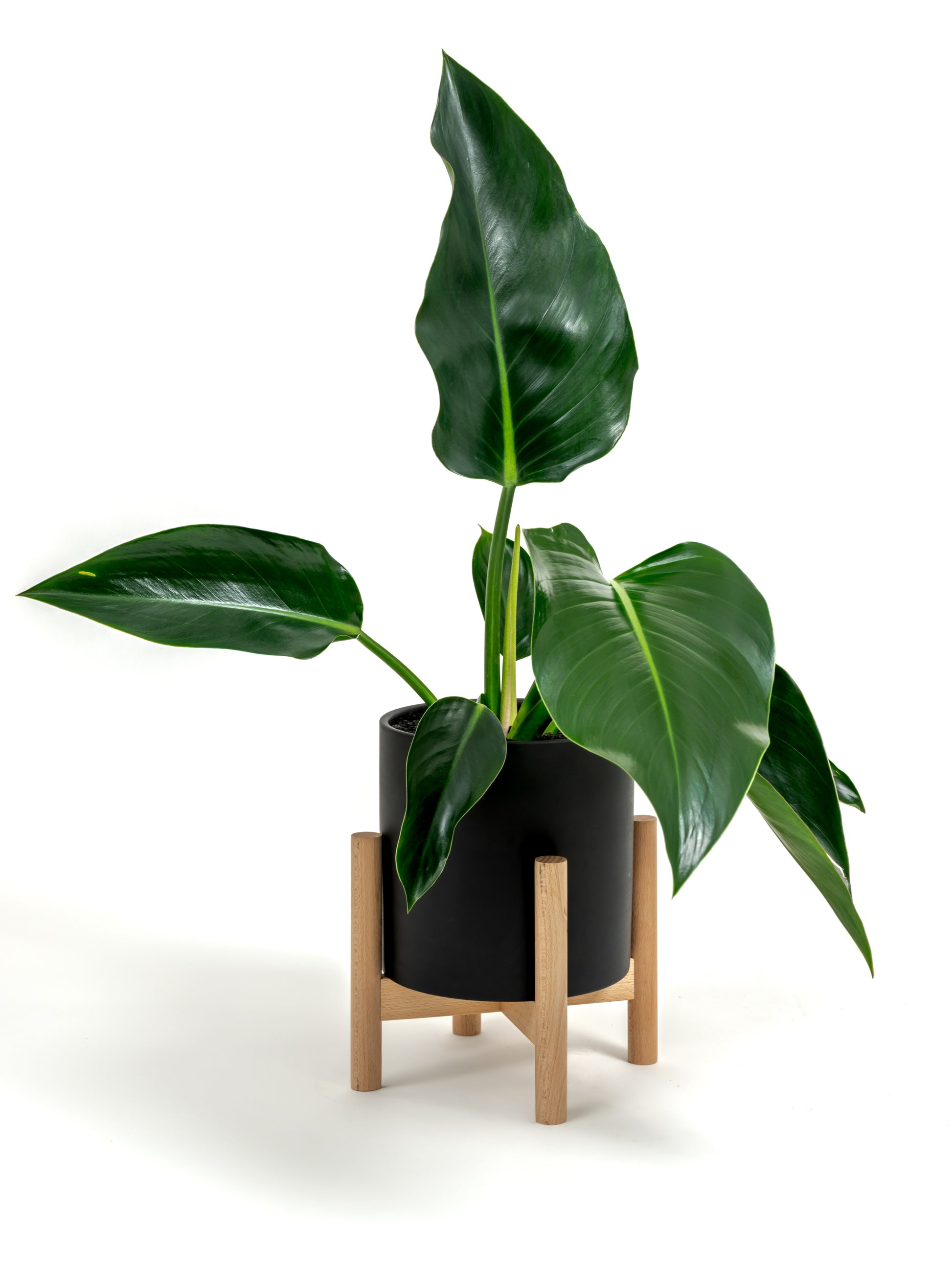 Philodendron Green Congo - Philodendron hybrid 'Green Congo' - in a medium black premium self-watering ceramic pot - pacific planter - in a birchwood stand