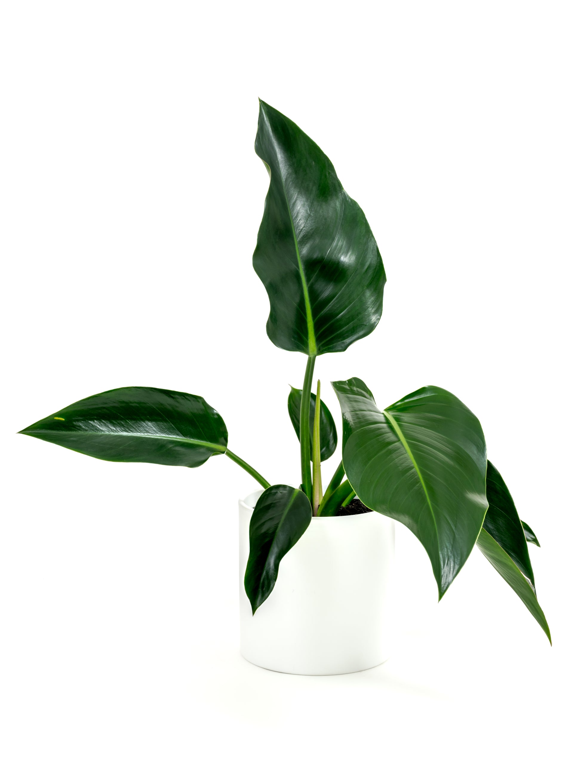 Philodendron Green Congo - Philodendron hybrid 'Green Congo' - in a medium white premium self-watering ceramic pot - pacific planter