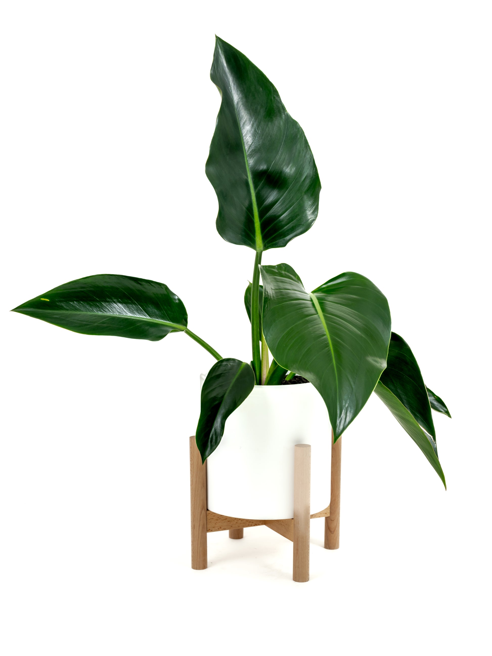 Philodendron Green Congo - Philodendron hybrid 'Green Congo' - in a medium white premium self-watering ceramic pot - pacific planter - in a birchwood stand