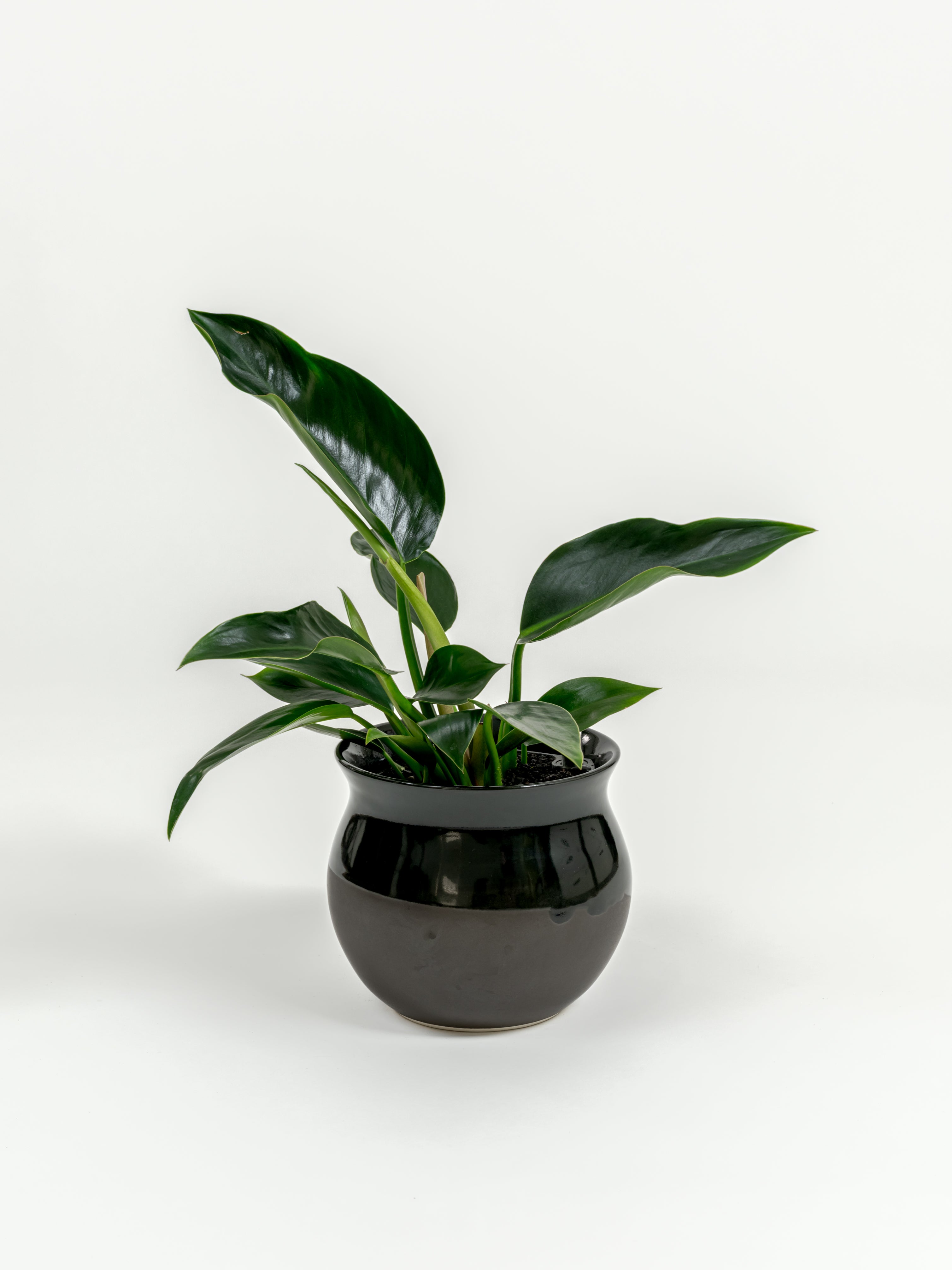 Philodendron Green Congo - Philodendron hybrid 'Green Congo' - in a small dipped black premium self-watering ceramic pot - leucadia planter