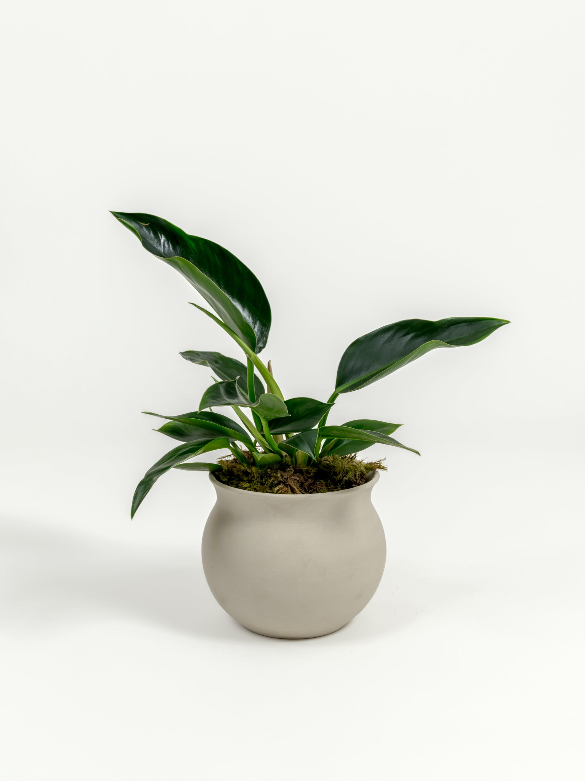 Philodendron Green Congo - Philodendron hybrid 'Green Congo' - in a small natural clay premium self-watering ceramic pot - leucadia planter