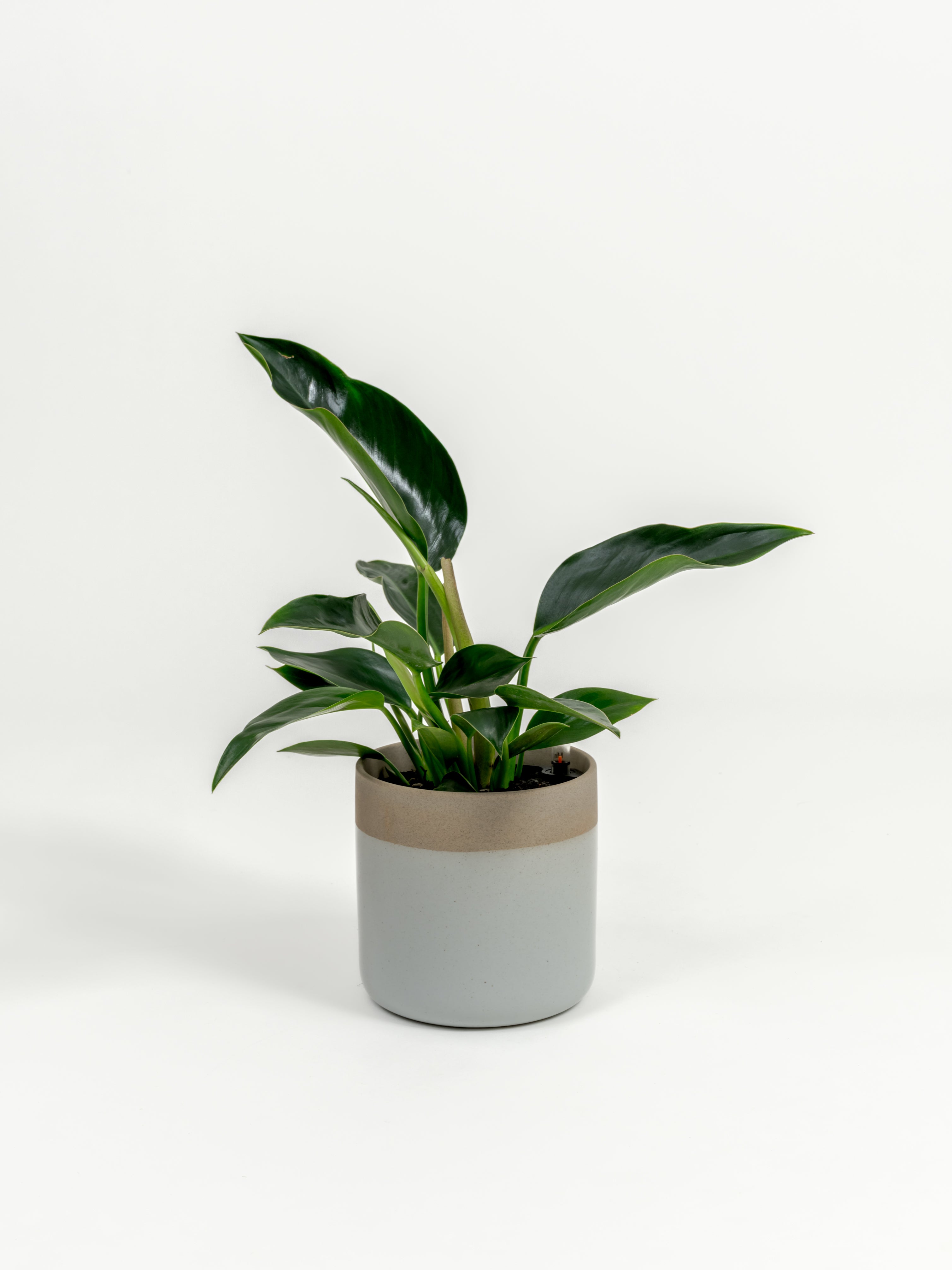 Philodendron Green Congo - Philodendron hybrid 'Green Congo' - in a small dipped natural premium self-watering ceramic pot - mesa planter