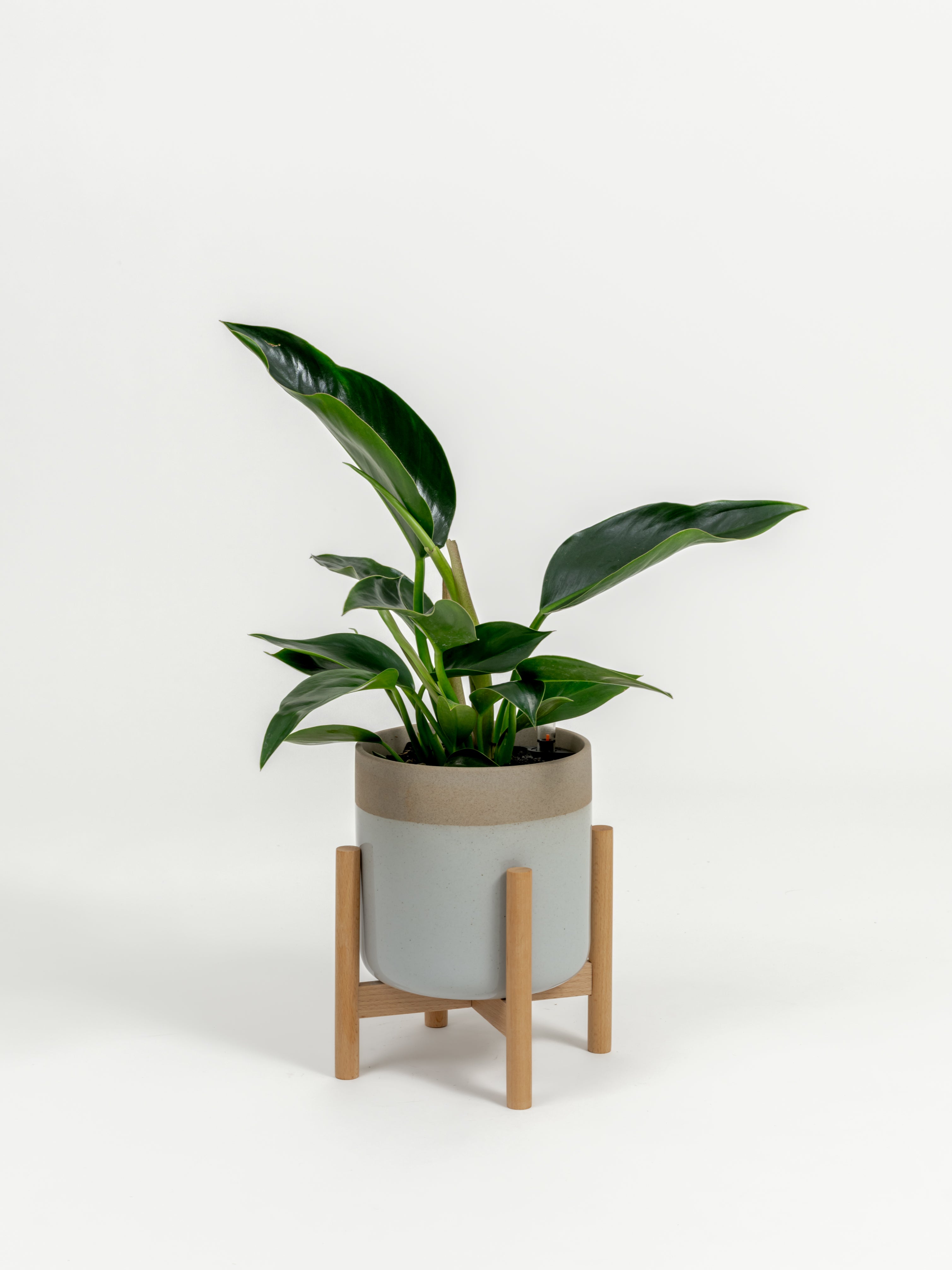 Philodendron Green Congo - Philodendron hybrid 'Green Congo' - in a small dipped natural premium self-watering ceramic pot - mesa planter - in a birchwood stand
