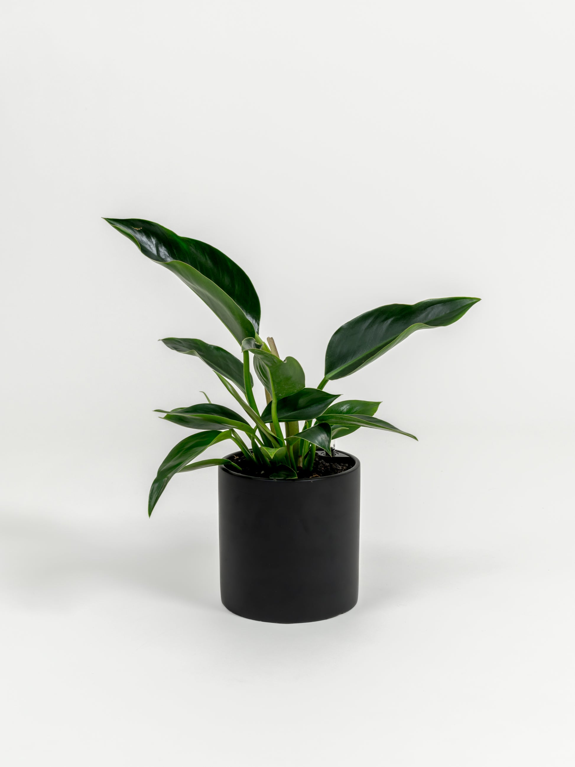 Philodendron Green Congo - Philodendron hybrid 'Green Congo' - in a small black premium self-watering ceramic pot - pacific planter