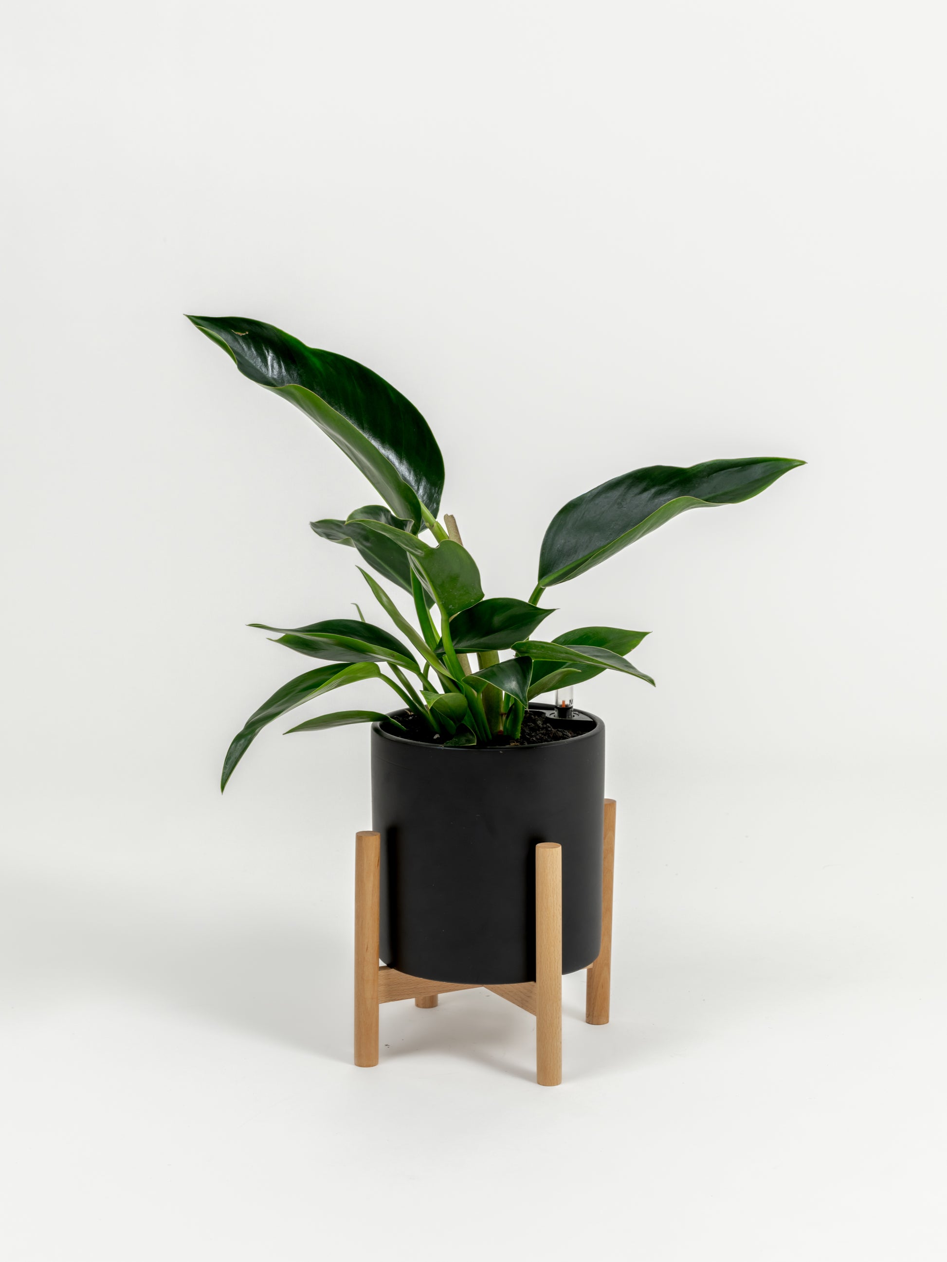 Philodendron Green Congo - Philodendron hybrid 'Green Congo' - in a small black premium self-watering ceramic pot - pacific planter - in a birchwood stand