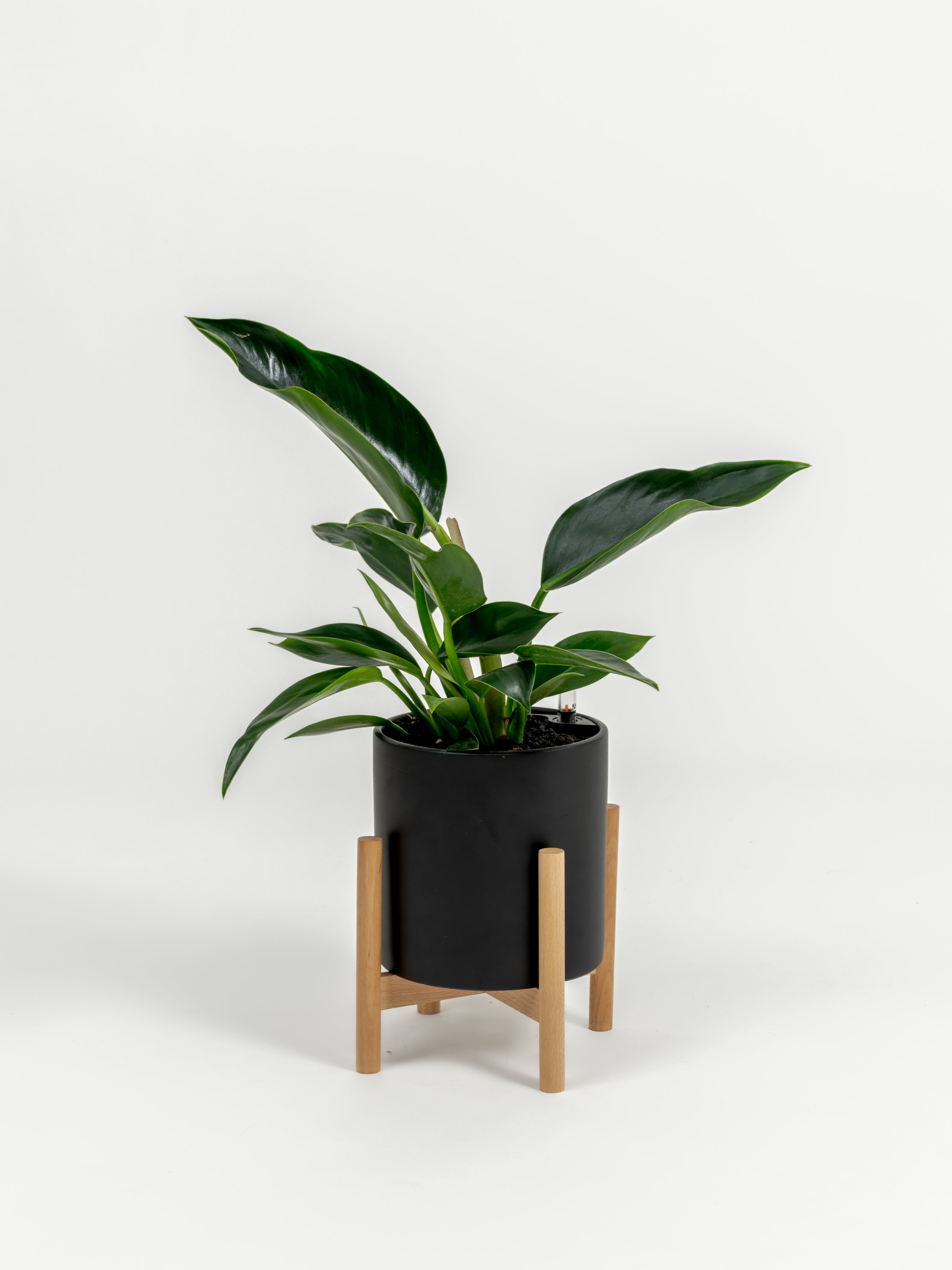 Philodendron Green Congo - Philodendron hybrid 'Green Congo' - in a small black premium self-watering ceramic pot - pacific planter - in a birchwood stand