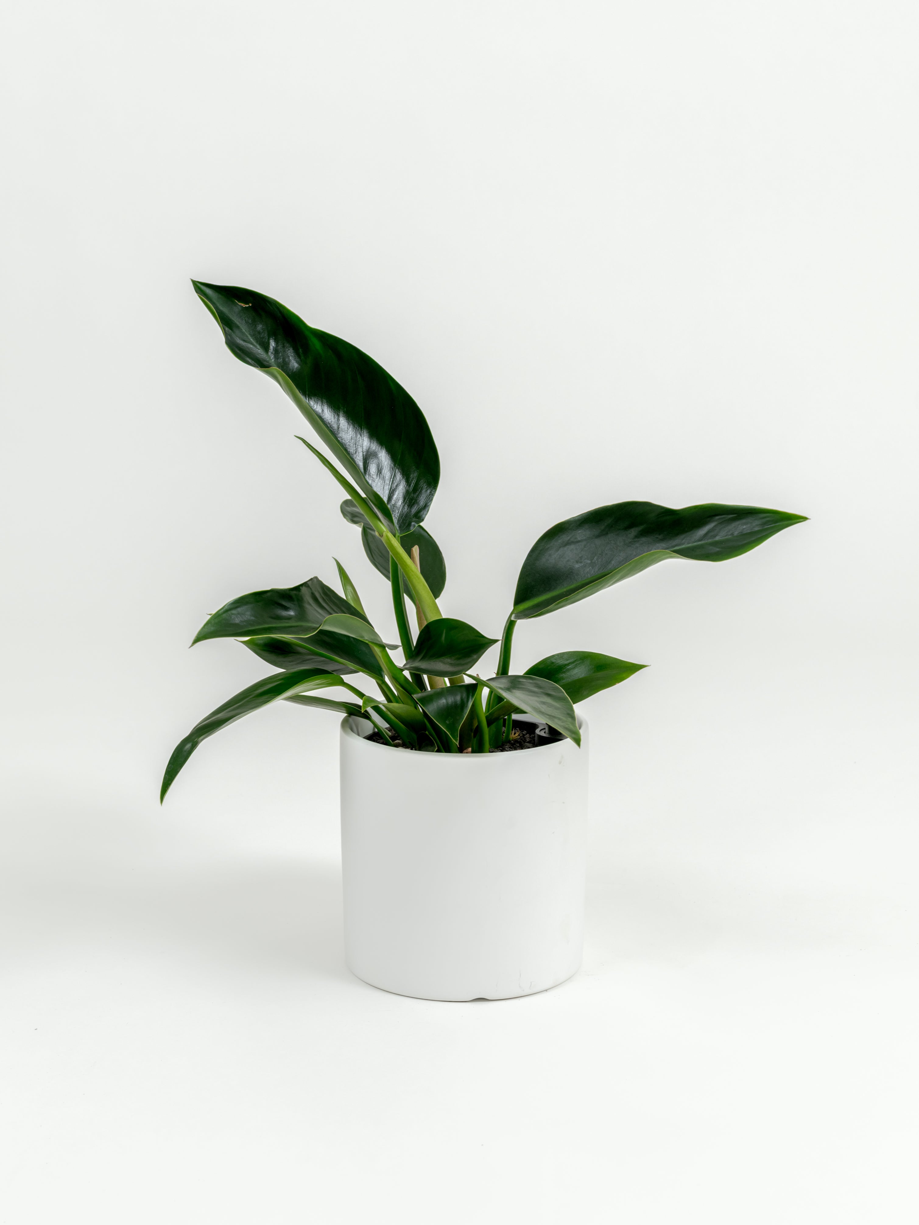 Philodendron Green Congo - Philodendron hybrid 'Green Congo' - in a small white premium self-watering ceramic pot - pacific planter