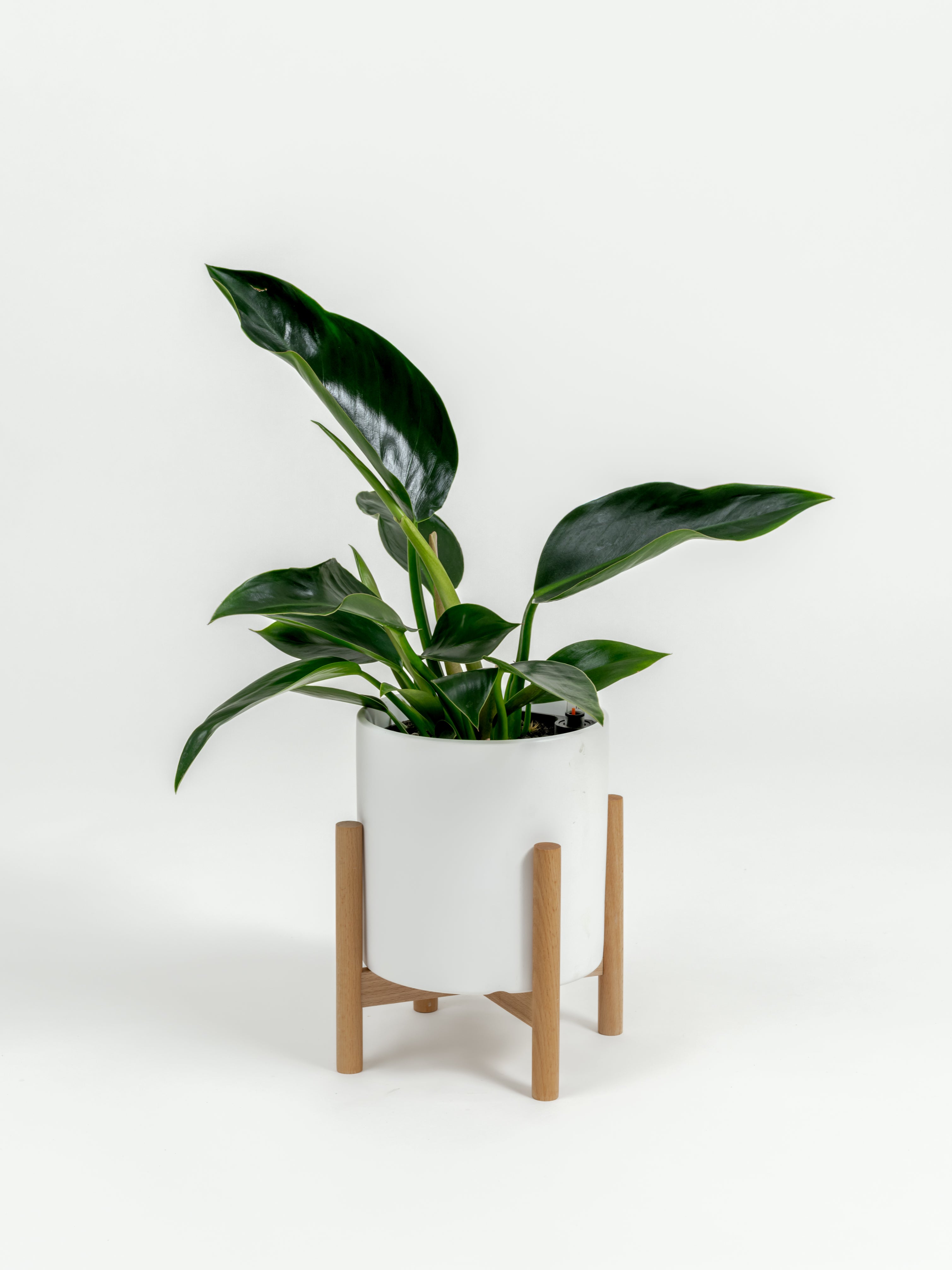 Philodendron Green Congo - Philodendron hybrid 'Green Congo' - in a small white premium self-watering ceramic pot - pacific planter - in a birchwood stand