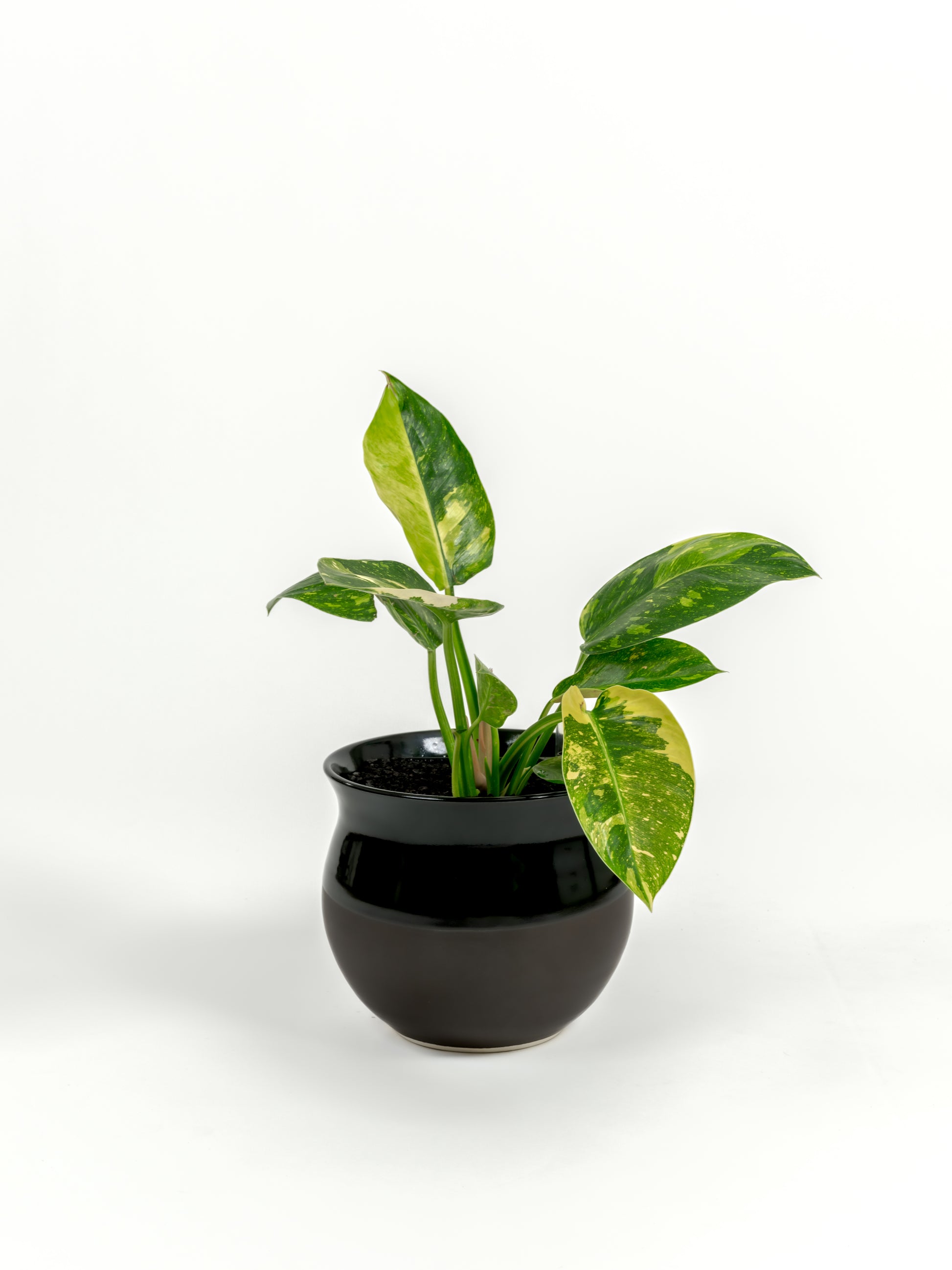 Rare Philodendron Nuclear Congo - Philodendron hybrid 'Nuclear Congo' - in a medium dipped black premium self-watering ceramic pot - leucadia planter