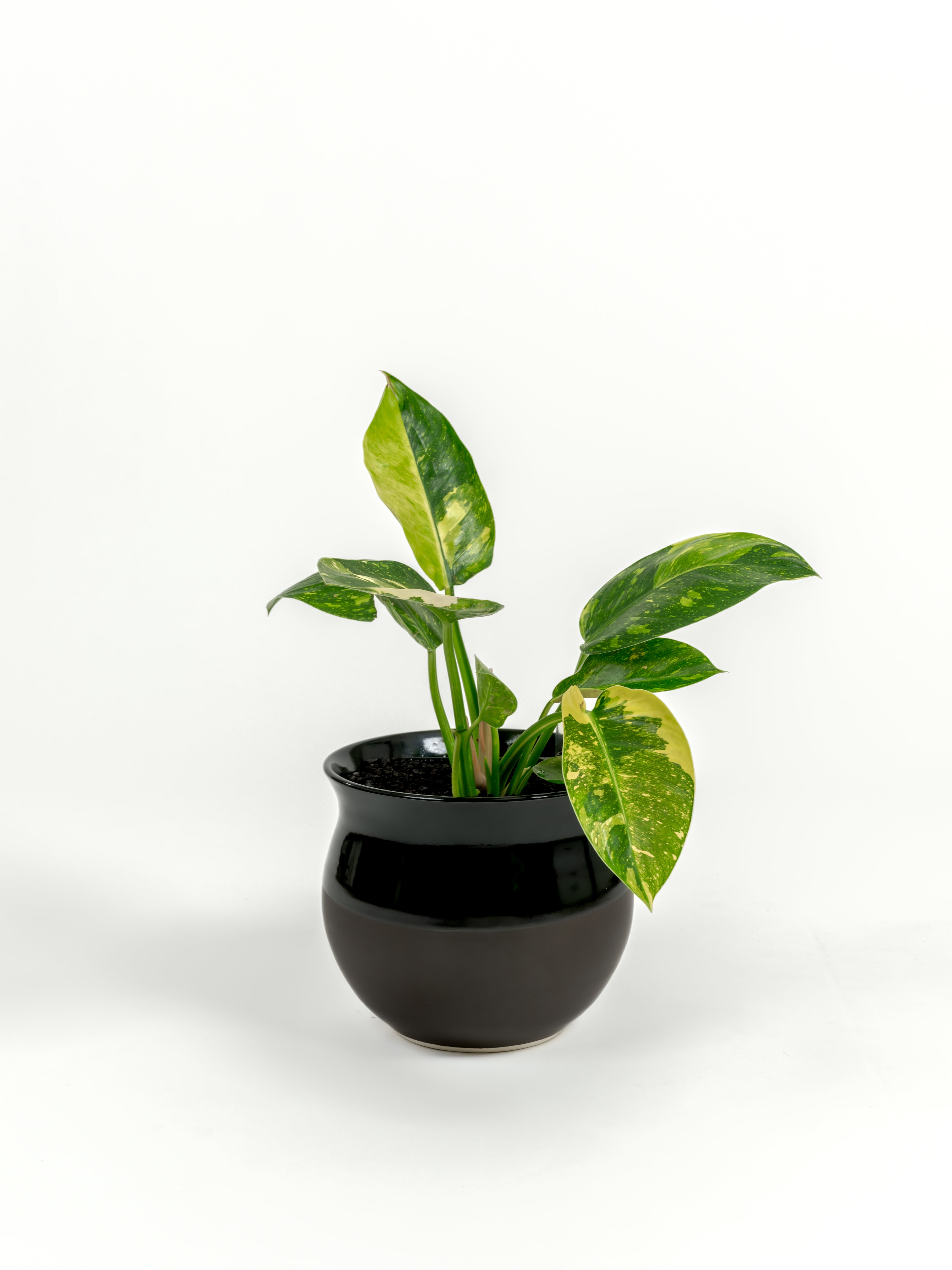 Rare Philodendron Nuclear Congo - Philodendron hybrid 'Nuclear Congo' - in a medium dipped black premium self-watering ceramic pot - leucadia planter