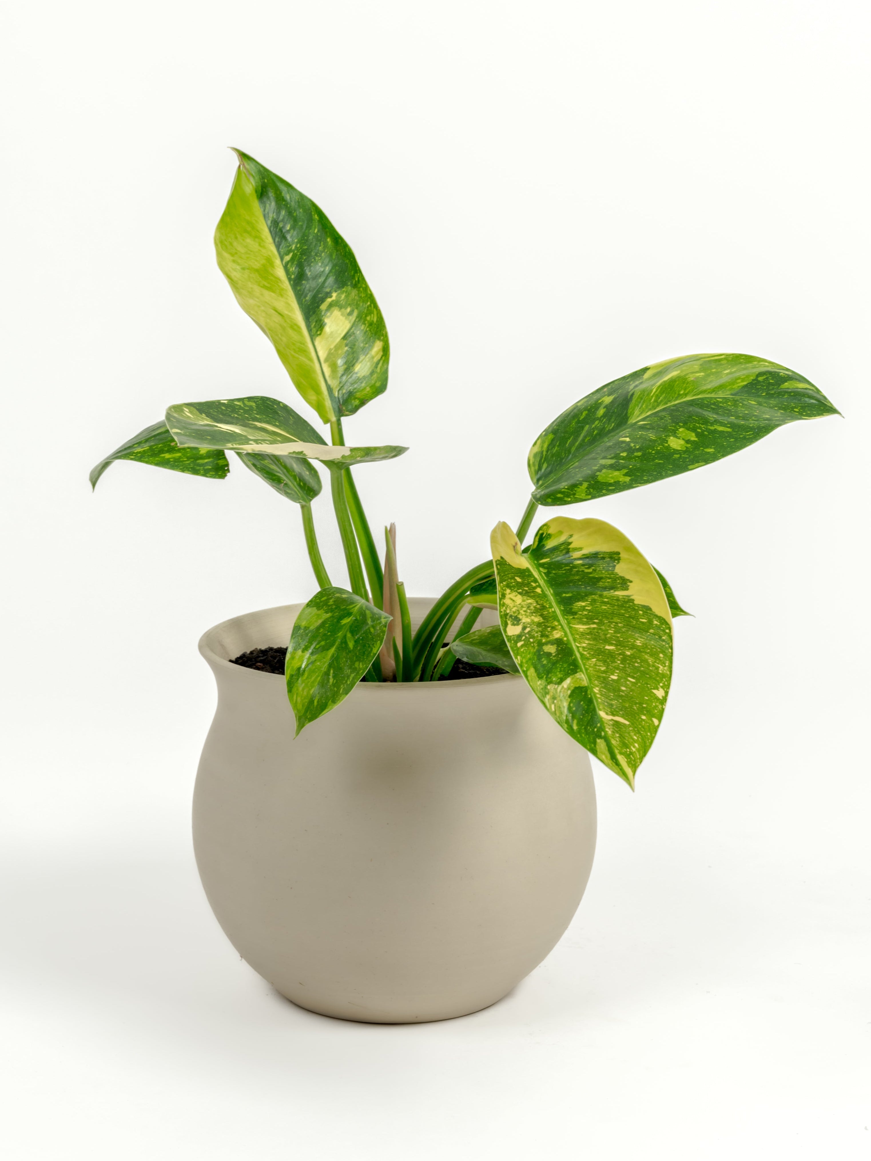 Rare Philodendron Nuclear Congo - Philodendron hybrid 'Nuclear Congo' - in a medium natural clay premium self-watering ceramic pot - leucadia planter