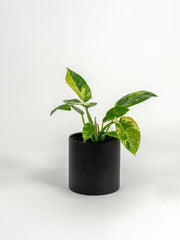 Rare Philodendron Nuclear Congo - Philodendron hybrid 'Nuclear Congo' - in a large black PLANTWELL premium self-watering ceramic pot - Pacific planter