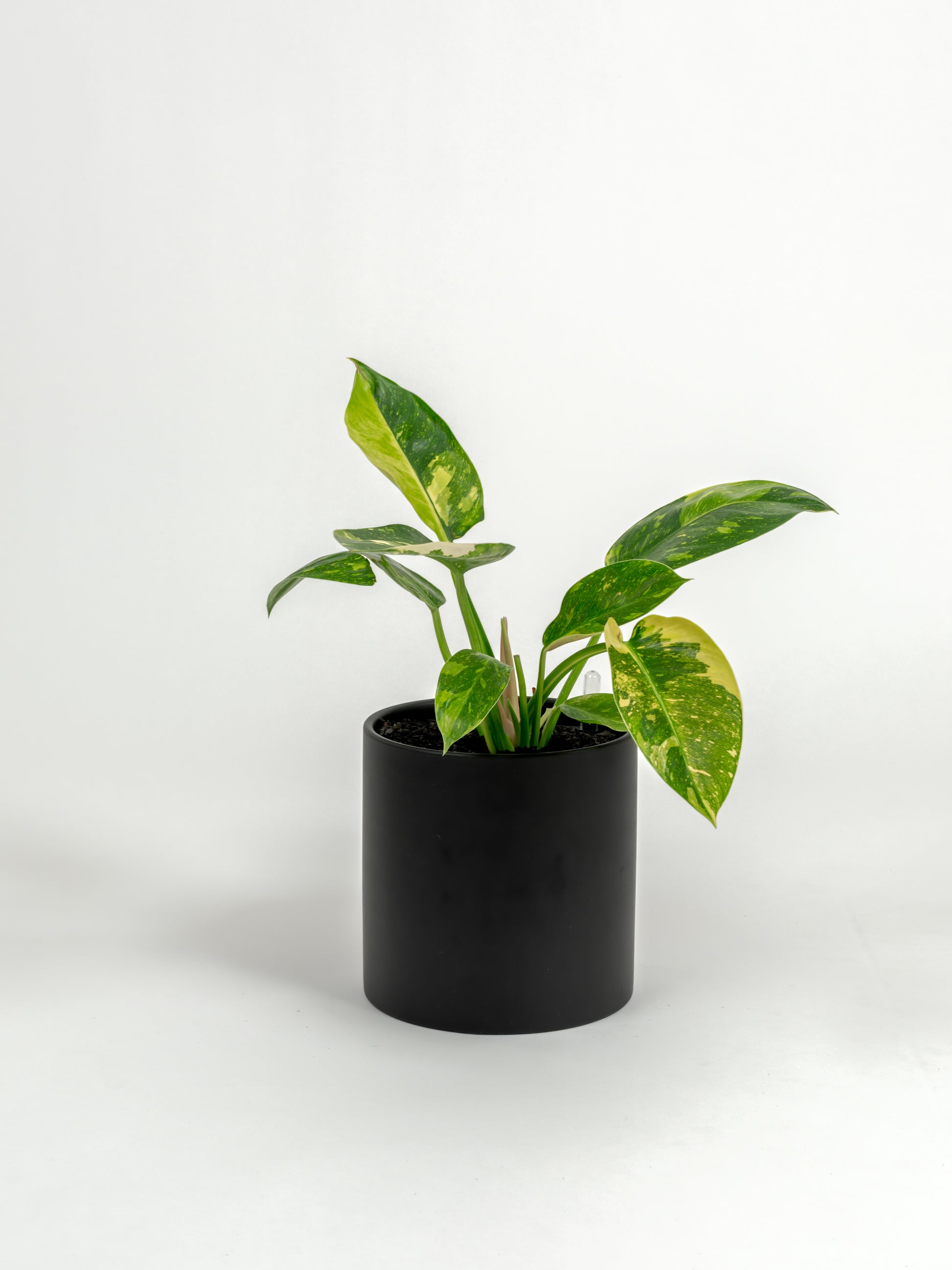 Rare Philodendron Nuclear Congo - Philodendron hybrid 'Nuclear Congo' - in a medium black premium self-watering ceramic pot - pacific planter